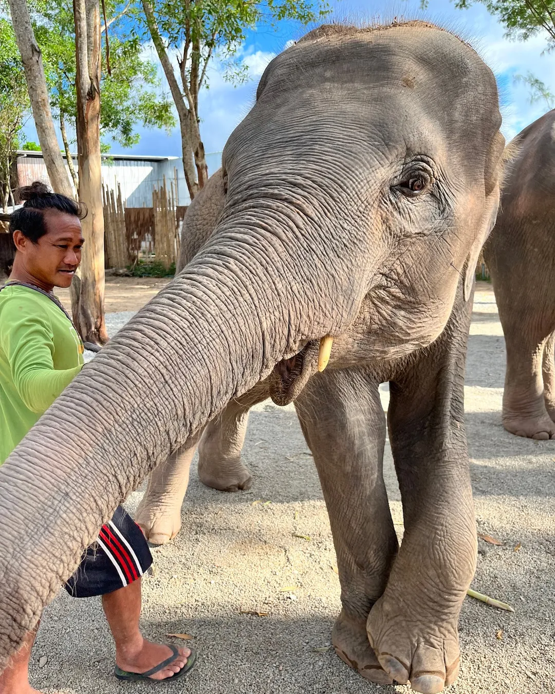 Phuket Elephant Care Sanctuary, Kathu