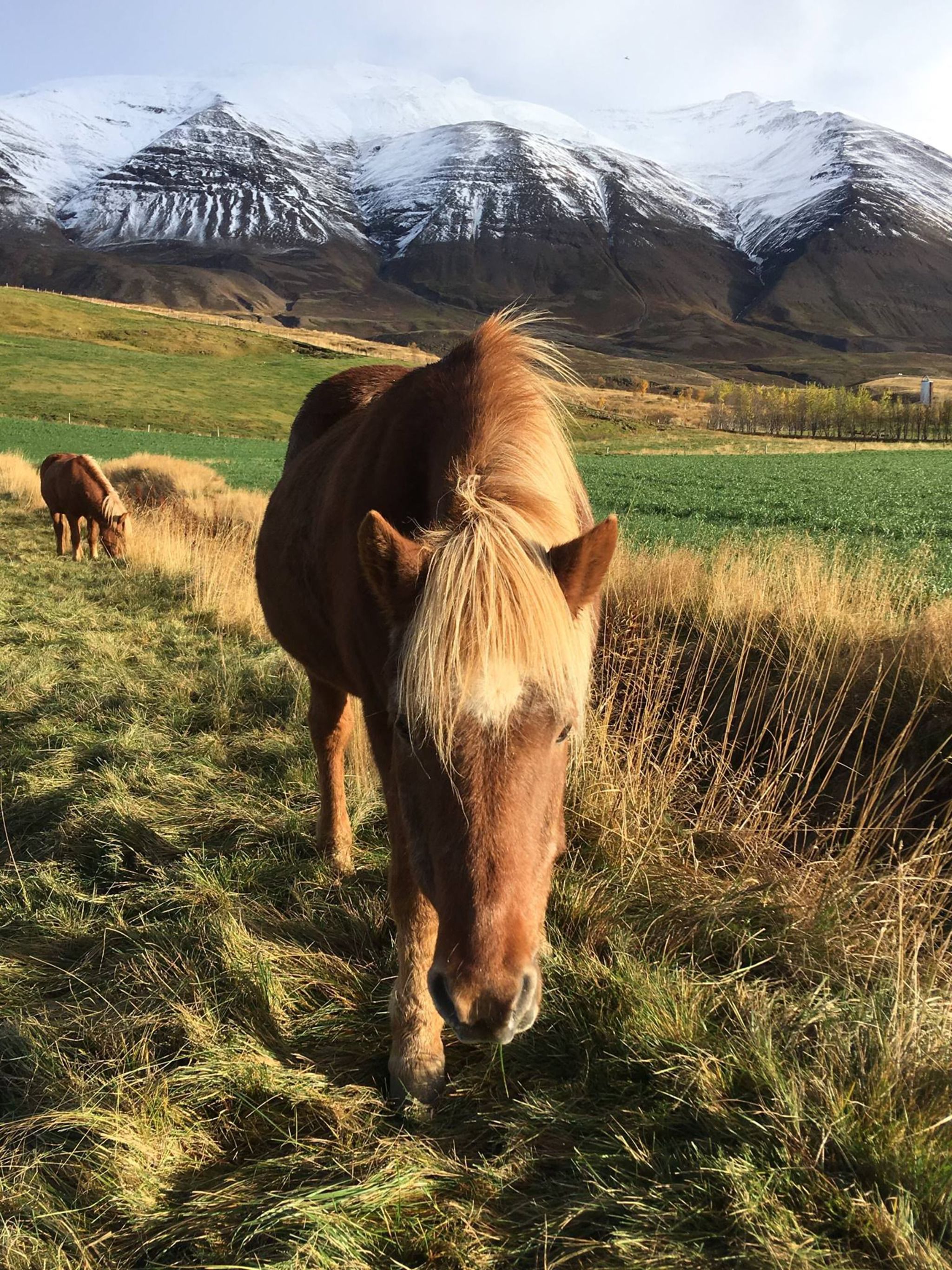 Pólar Hestar Riding tours