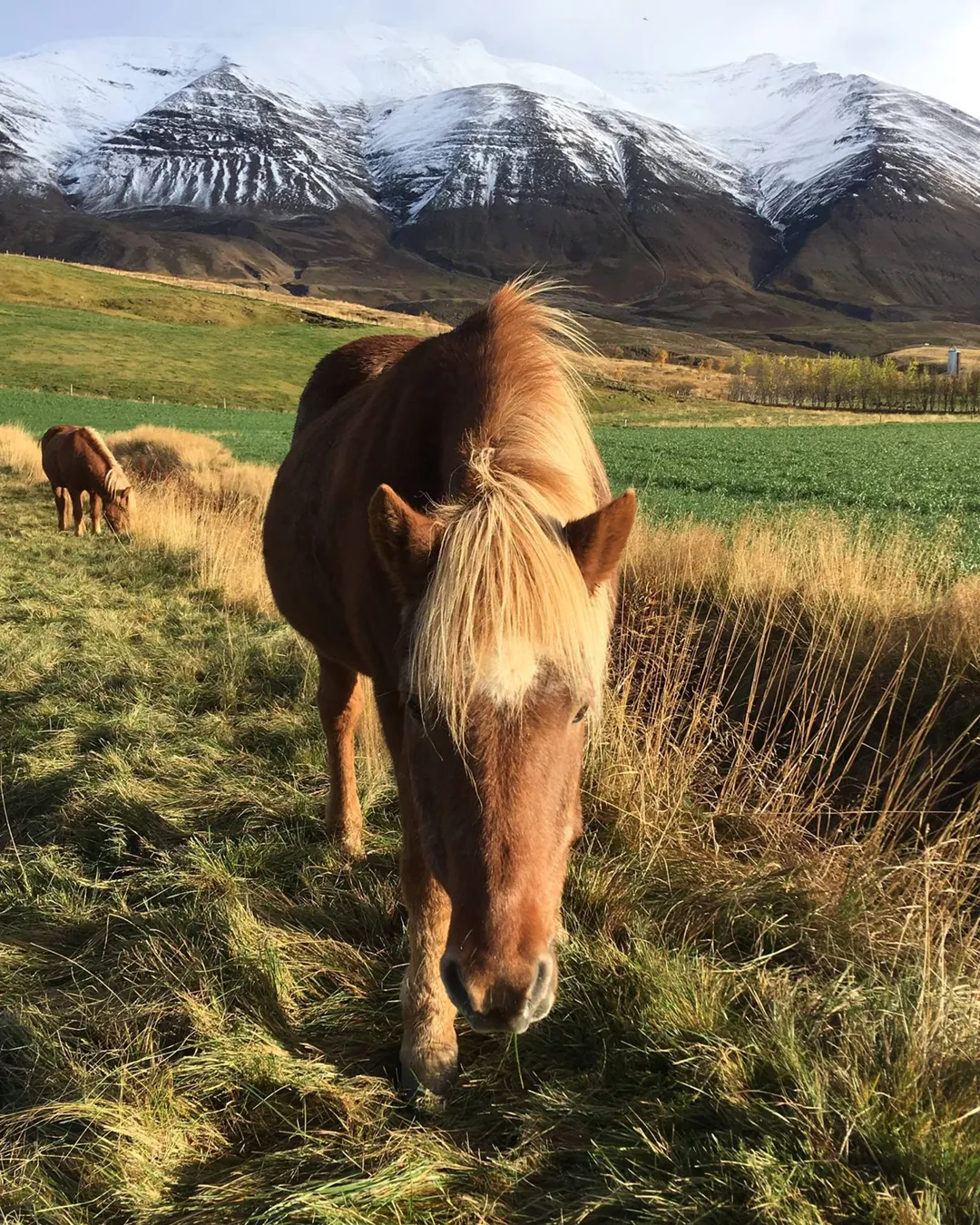 Pólar Hestar Riding tours