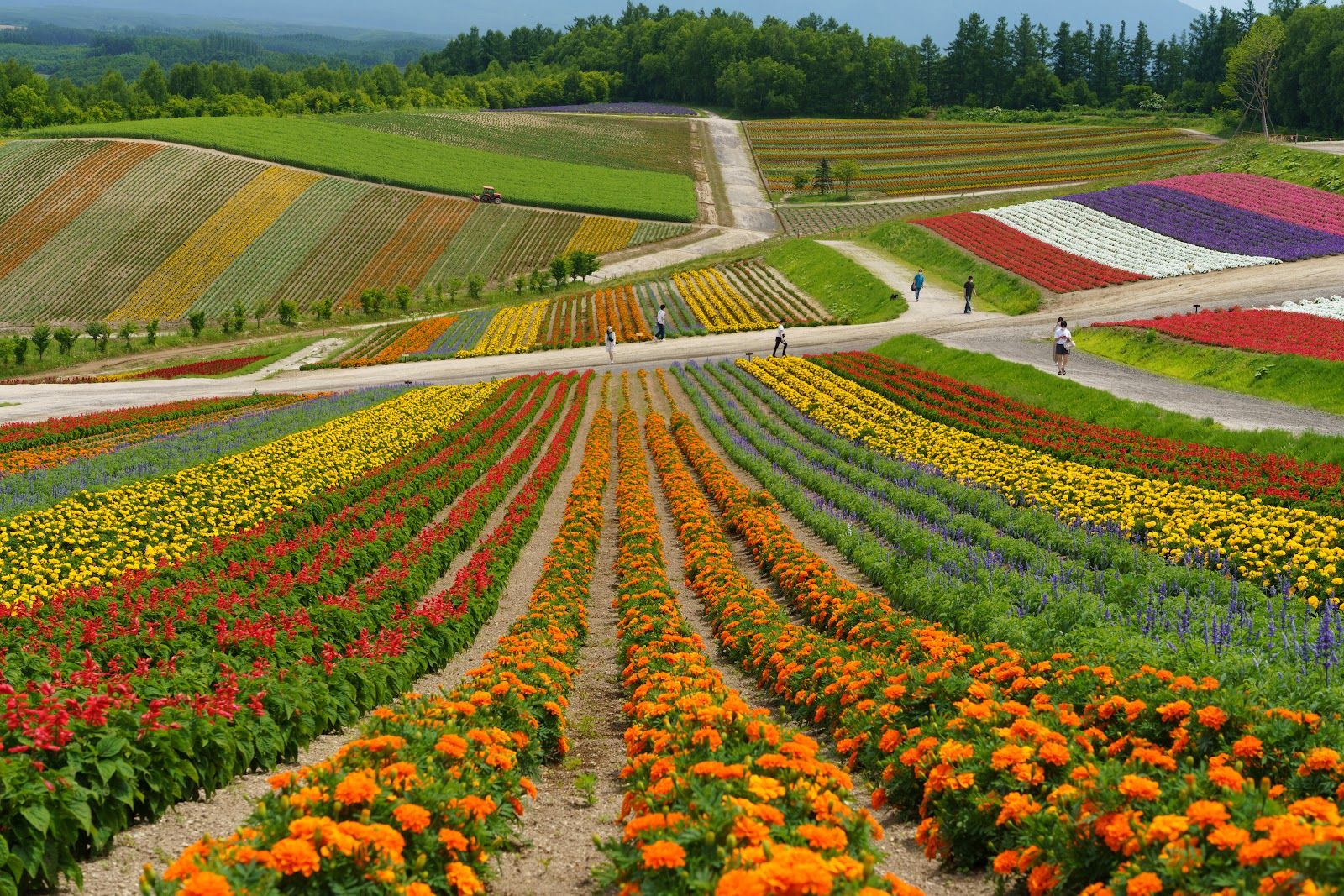 Panoramic Flower Gardens Shikisai-no-oka - Nagano, Japan - Rexby