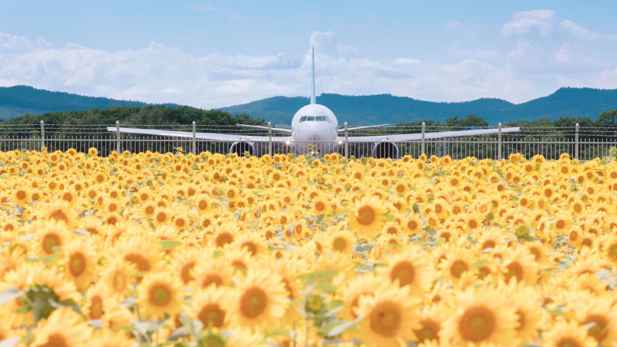 Sunflowers close to Memanbetsu Airport 