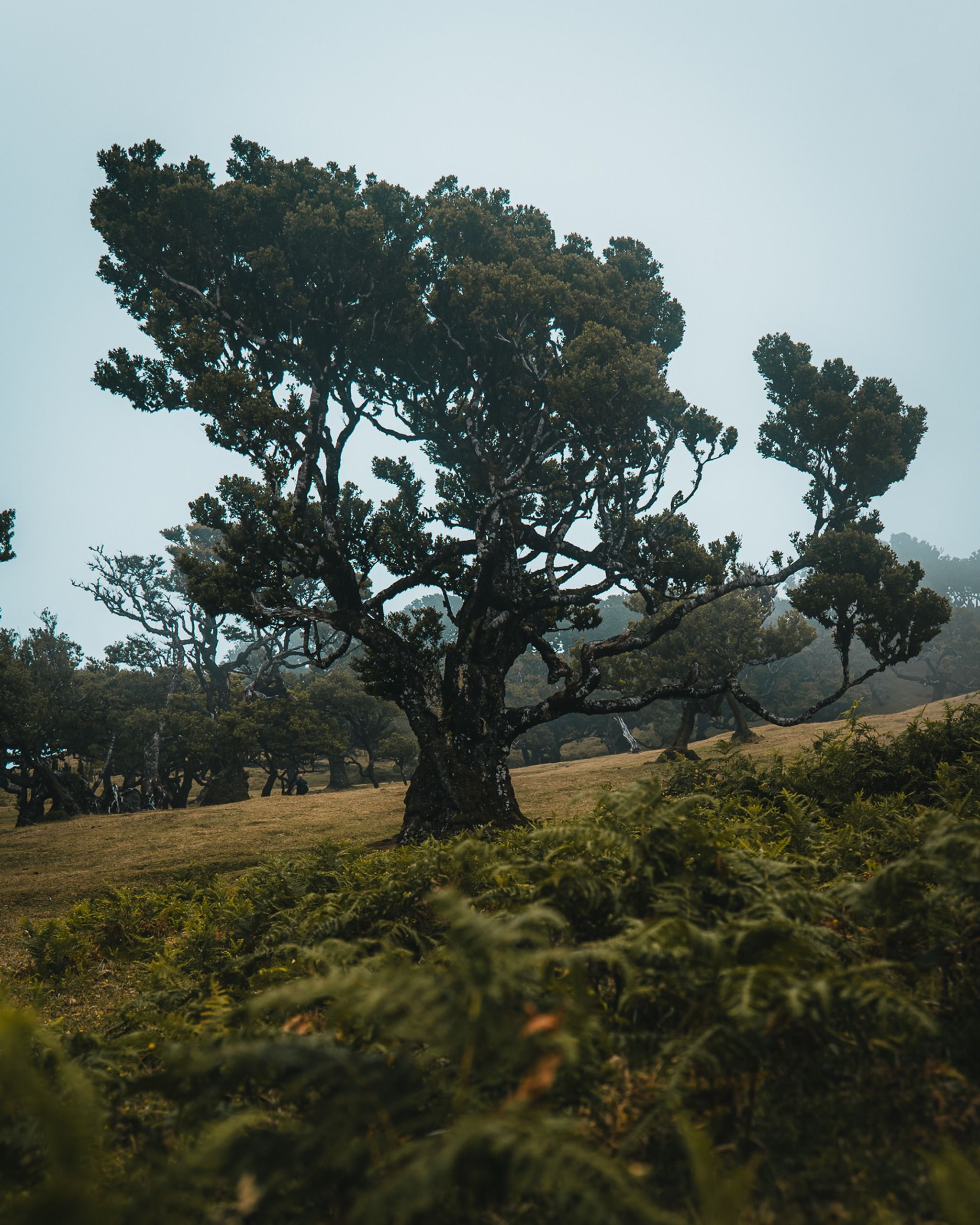 PR13 Vereda do Fanal