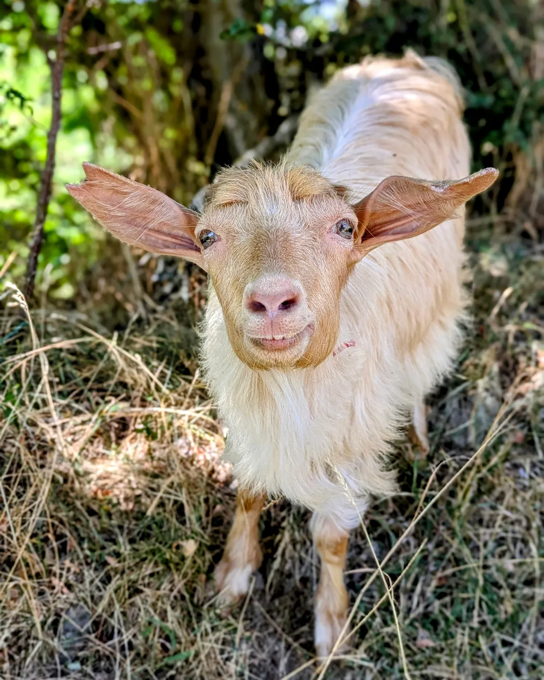 ❤️ The Golden Goat 🏠