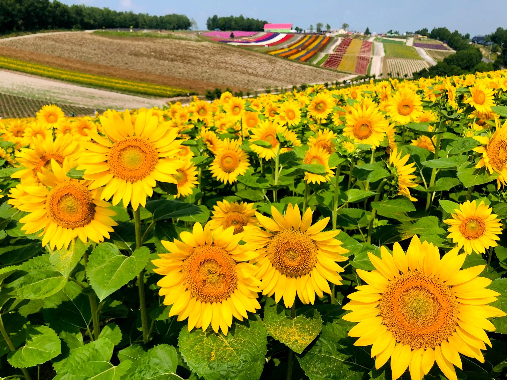 かものふらわー