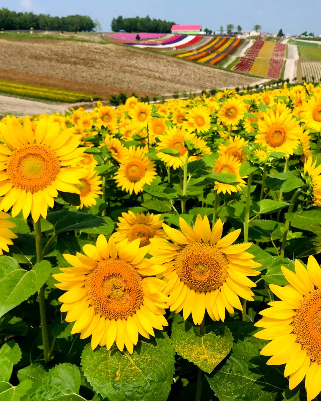 flower village様 TOP 5 FLOWER FIELDS IN HOKKAIDO [4K] | TOP 5 FLWOER PARKS IN