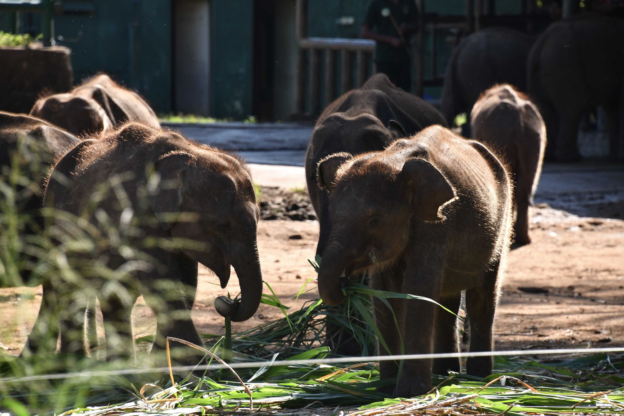 Elephant Transit Home