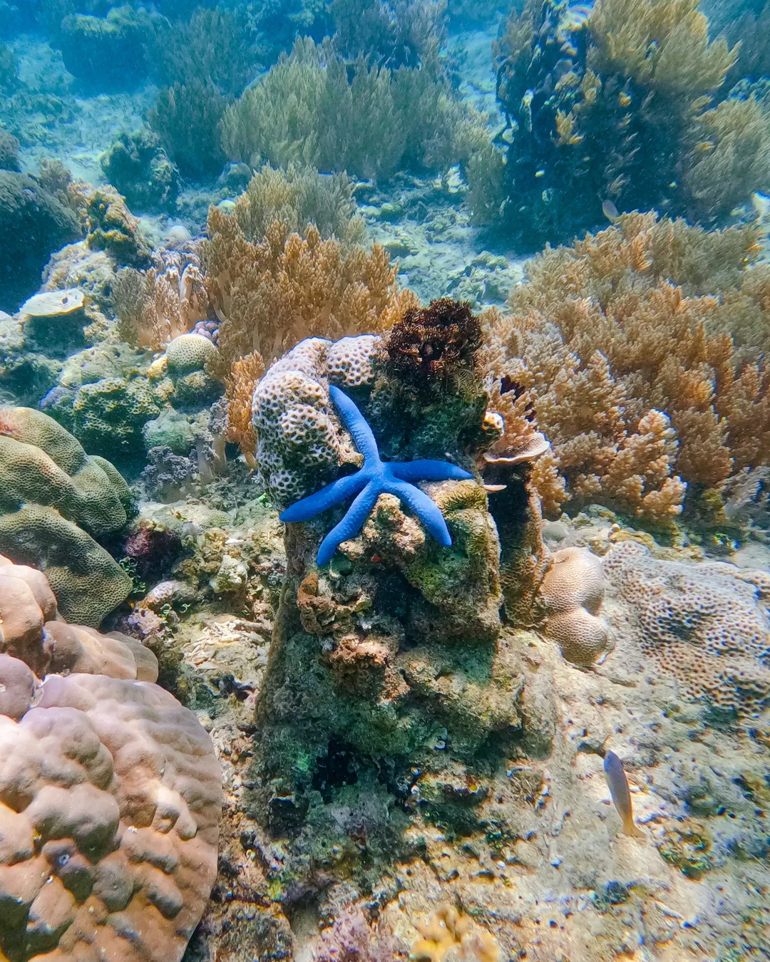 Hidden Gili islands snorkeling tour