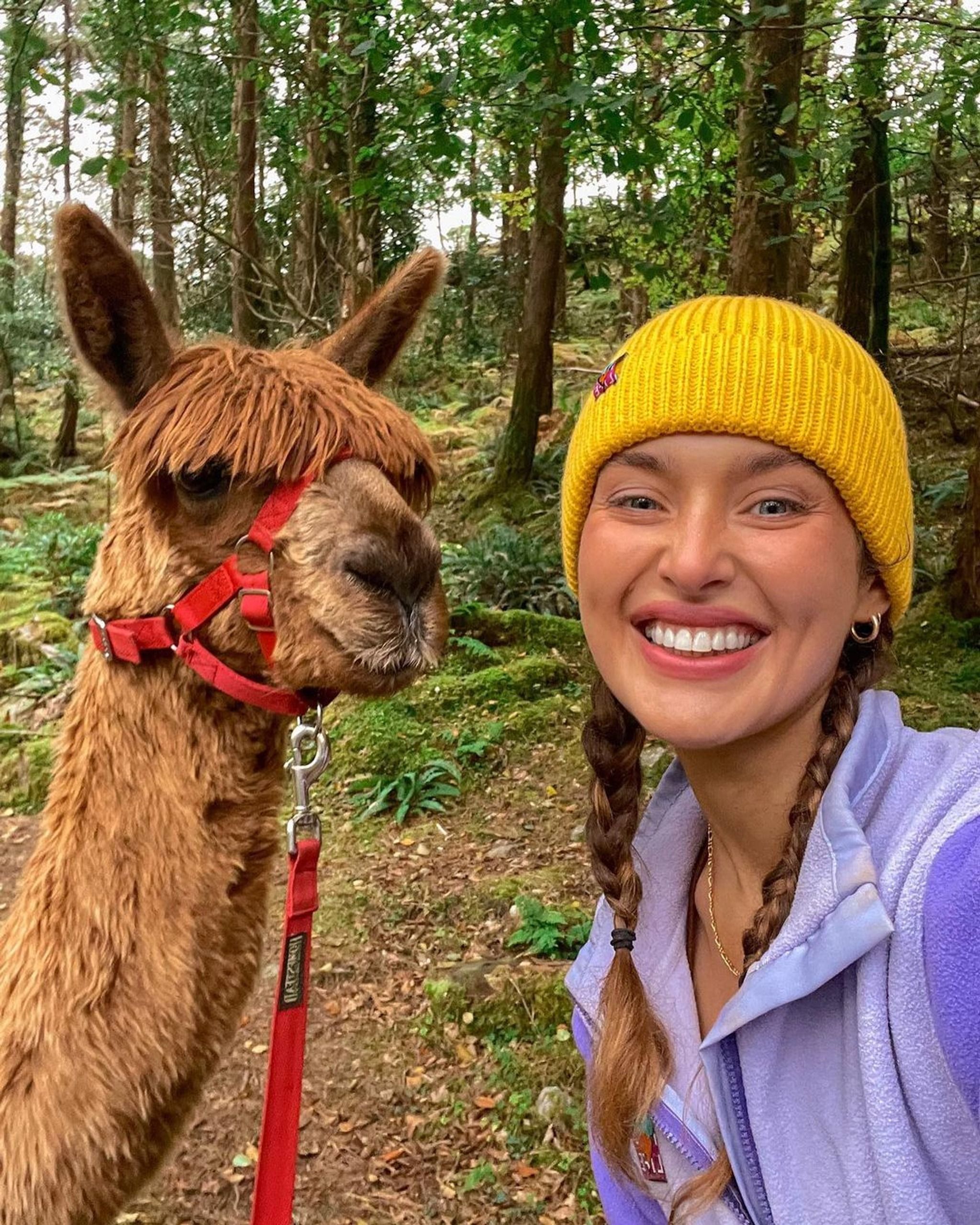 The Naked Sheep - Alpaca Trekking