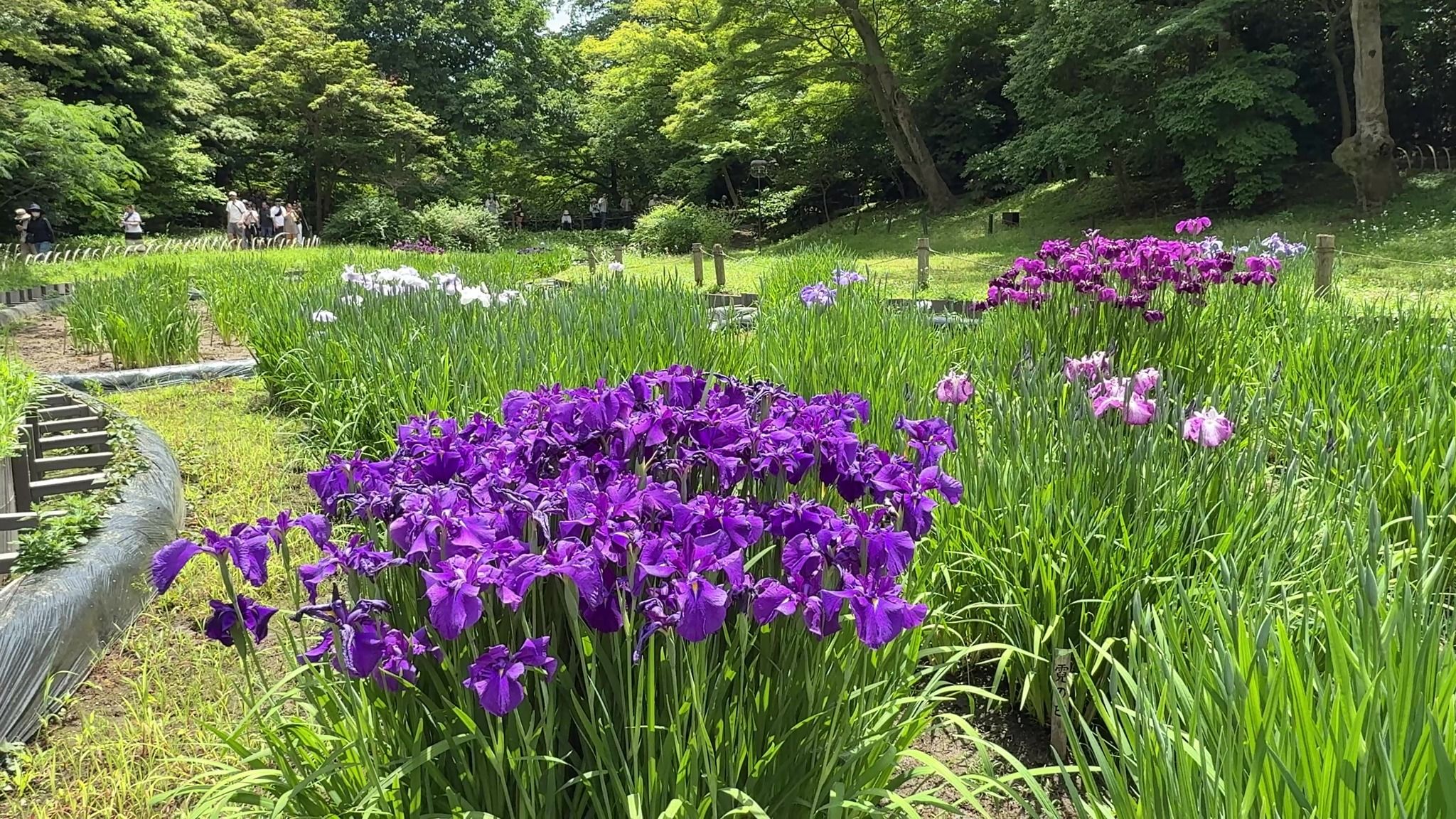 Meiji Jingu Gyoen (The Inner Garden)