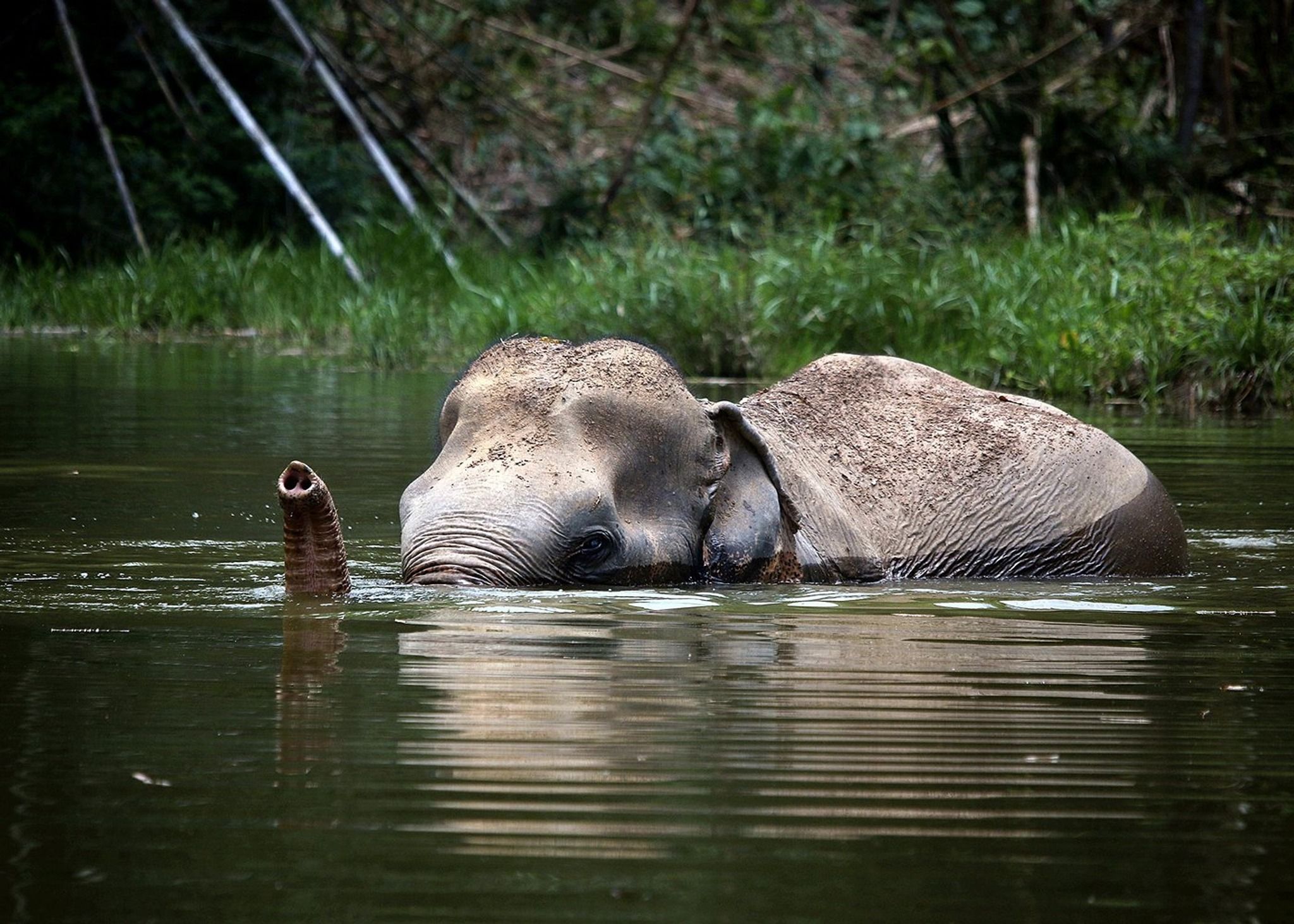 A Morning with the Elephants at Phuket Elephant Sanctuary