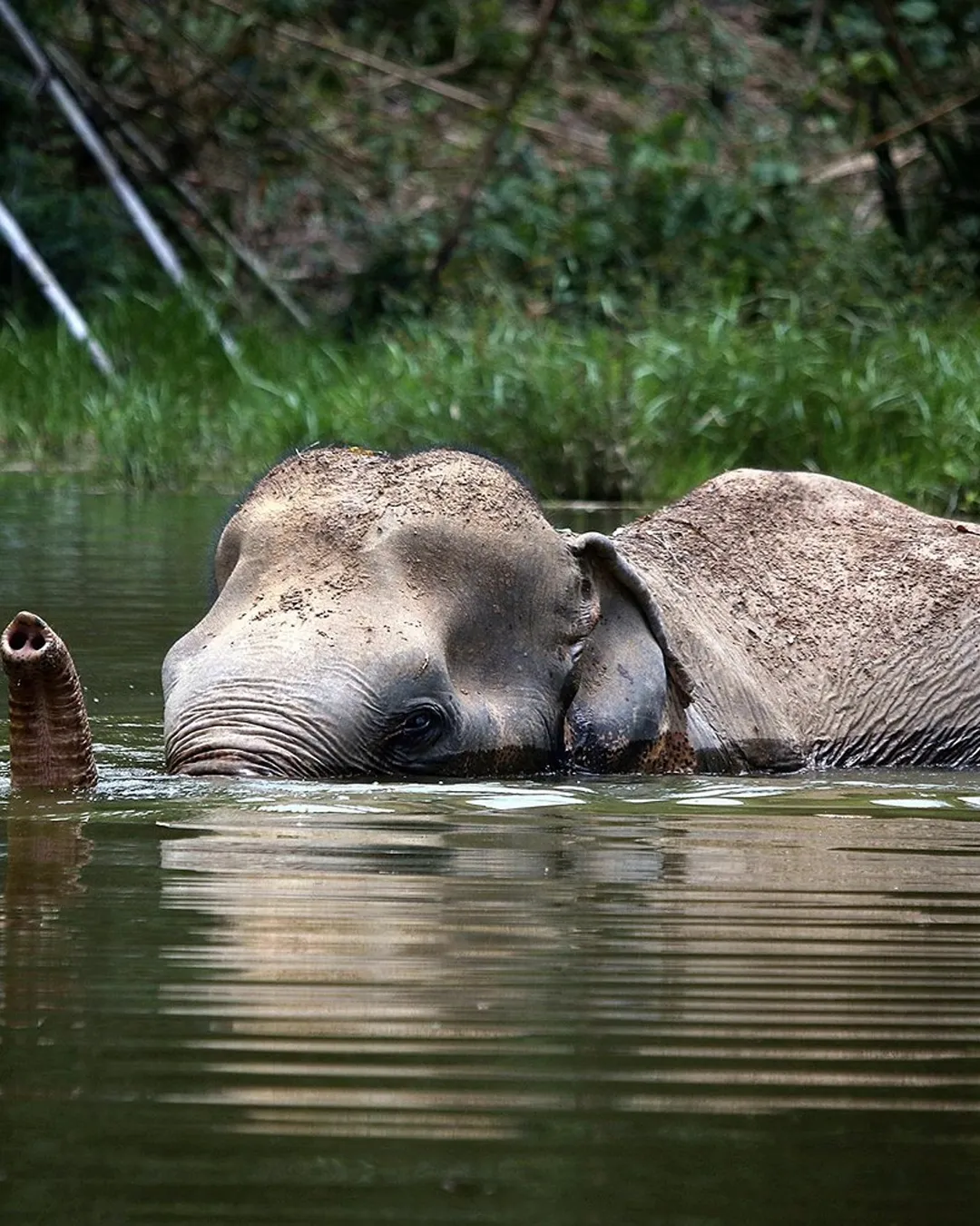 A Morning with the Elephants at Phuket Elephant Sanctuary
