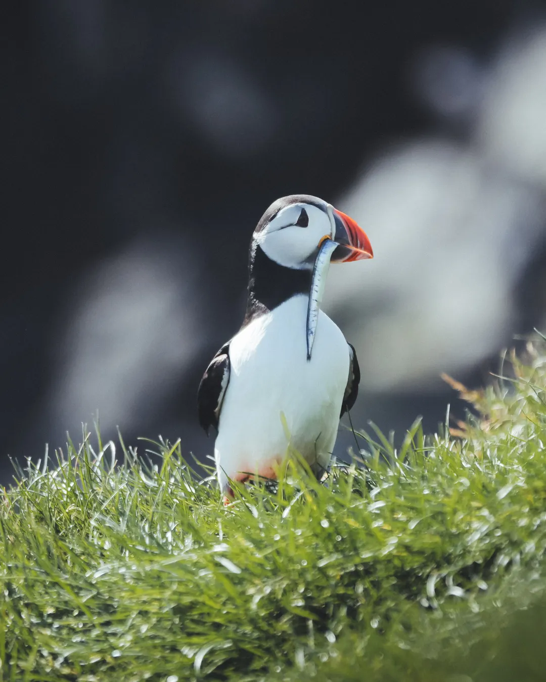 Puffin Tour: Ingólfshöfði 