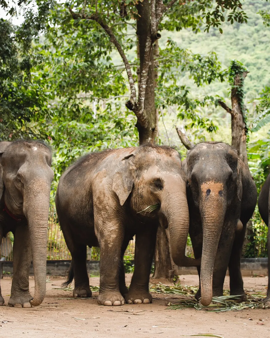 Elephant Jungle Sanctuary Phuket