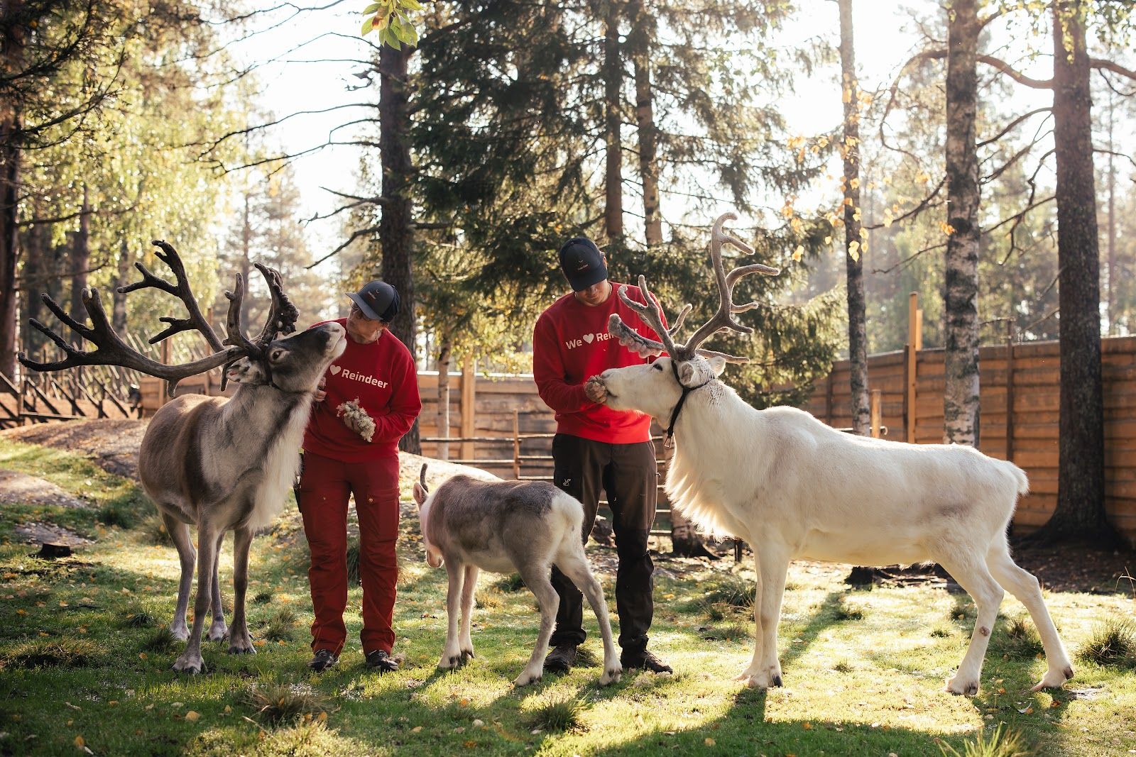 Santa Claus Reindeer