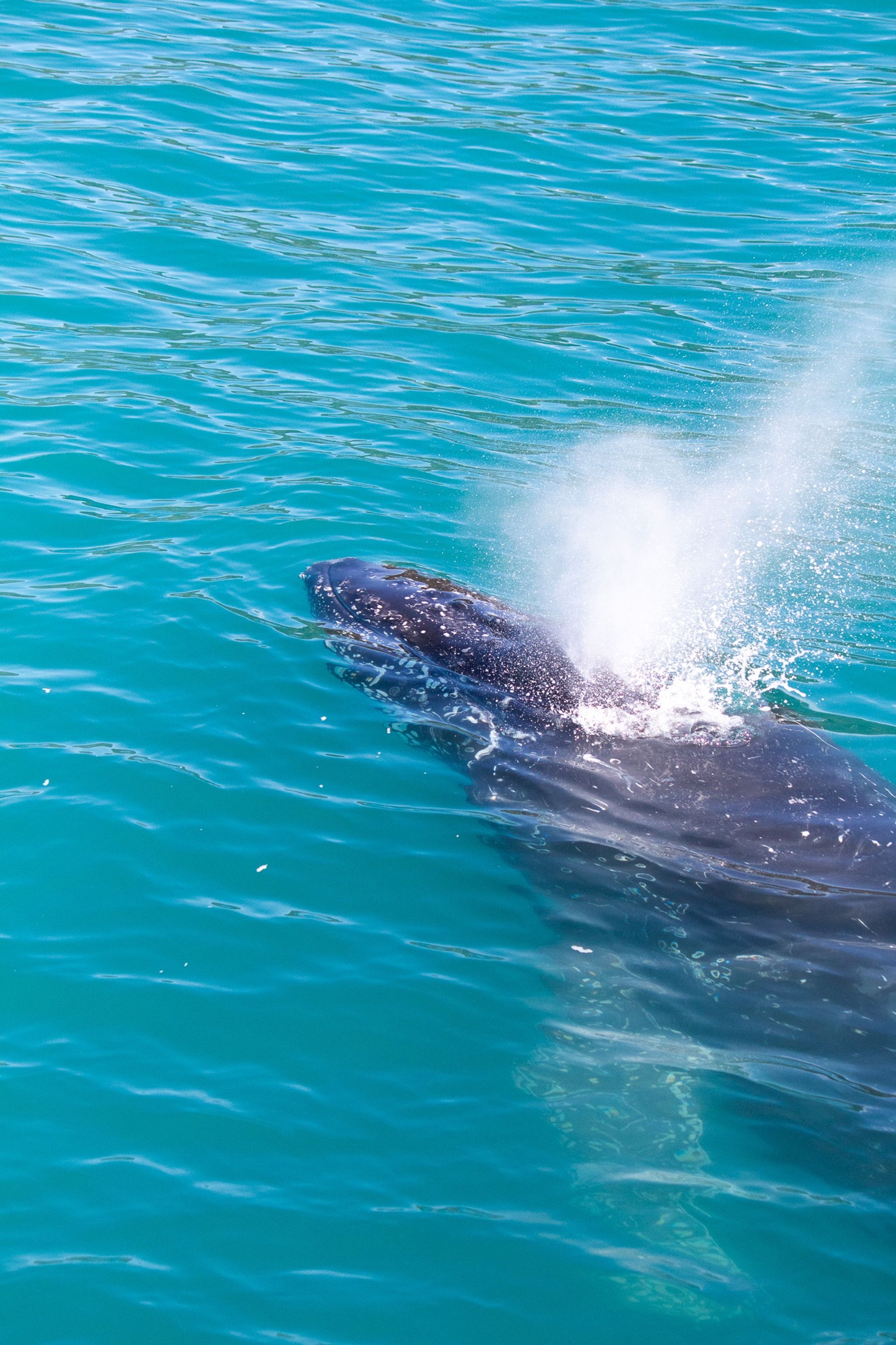 Whale Watch Kaikoura