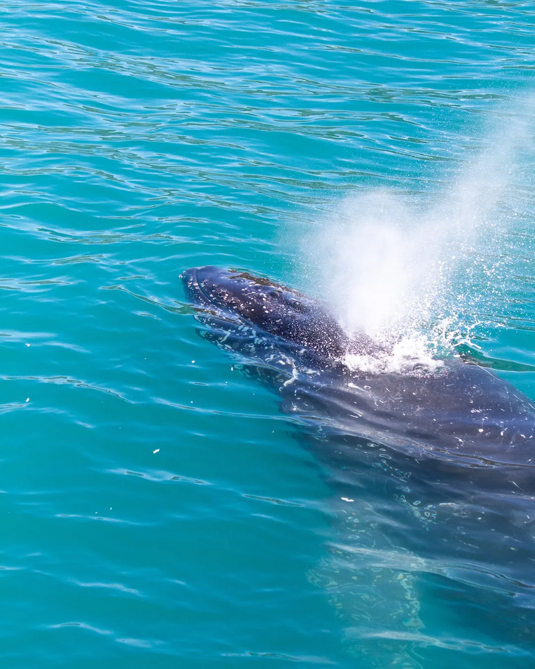 Whale Watch Kaikoura