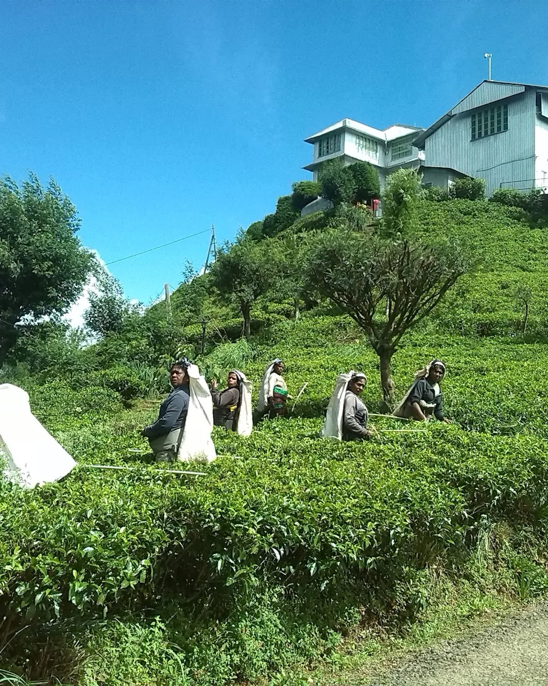 Distretto di Nuwara Eliya