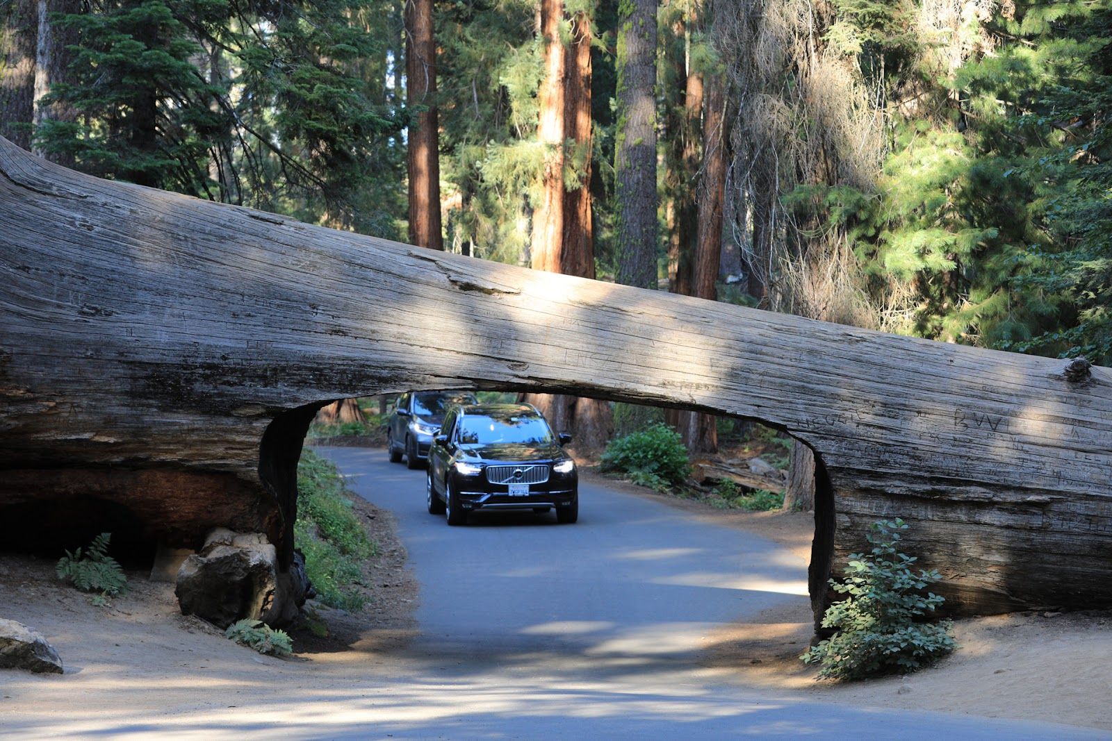 Sequoia National Park's Tunnel Log