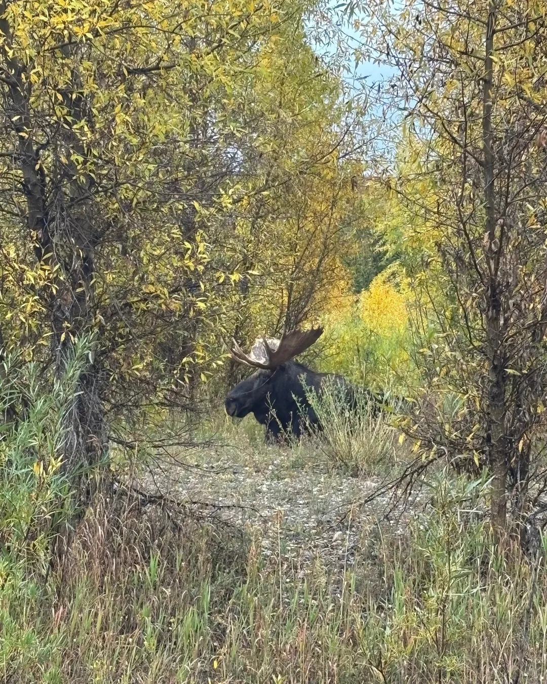 Yellowstone National Park