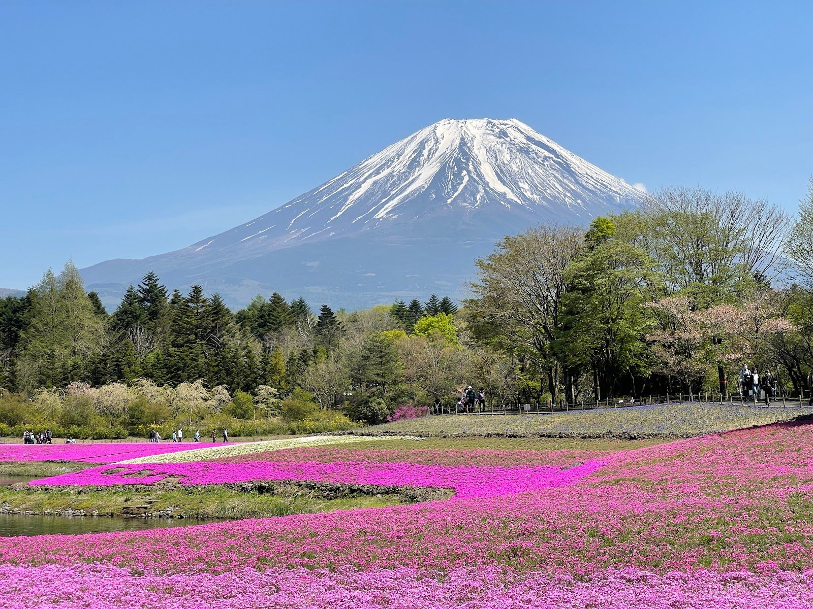 Fuji Shiba-sakura Festival Observation Deck