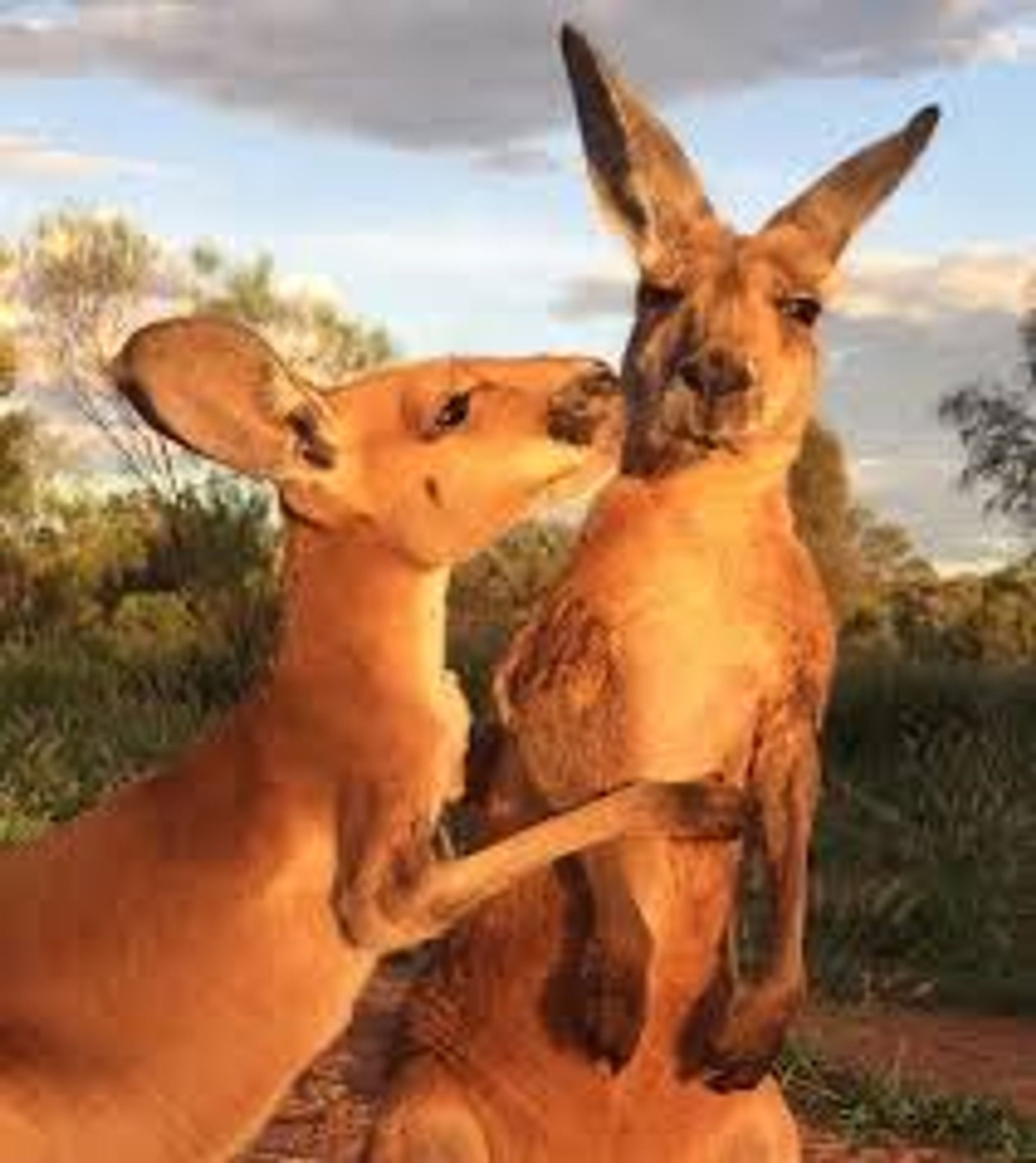 The Kangaroo Sanctuary