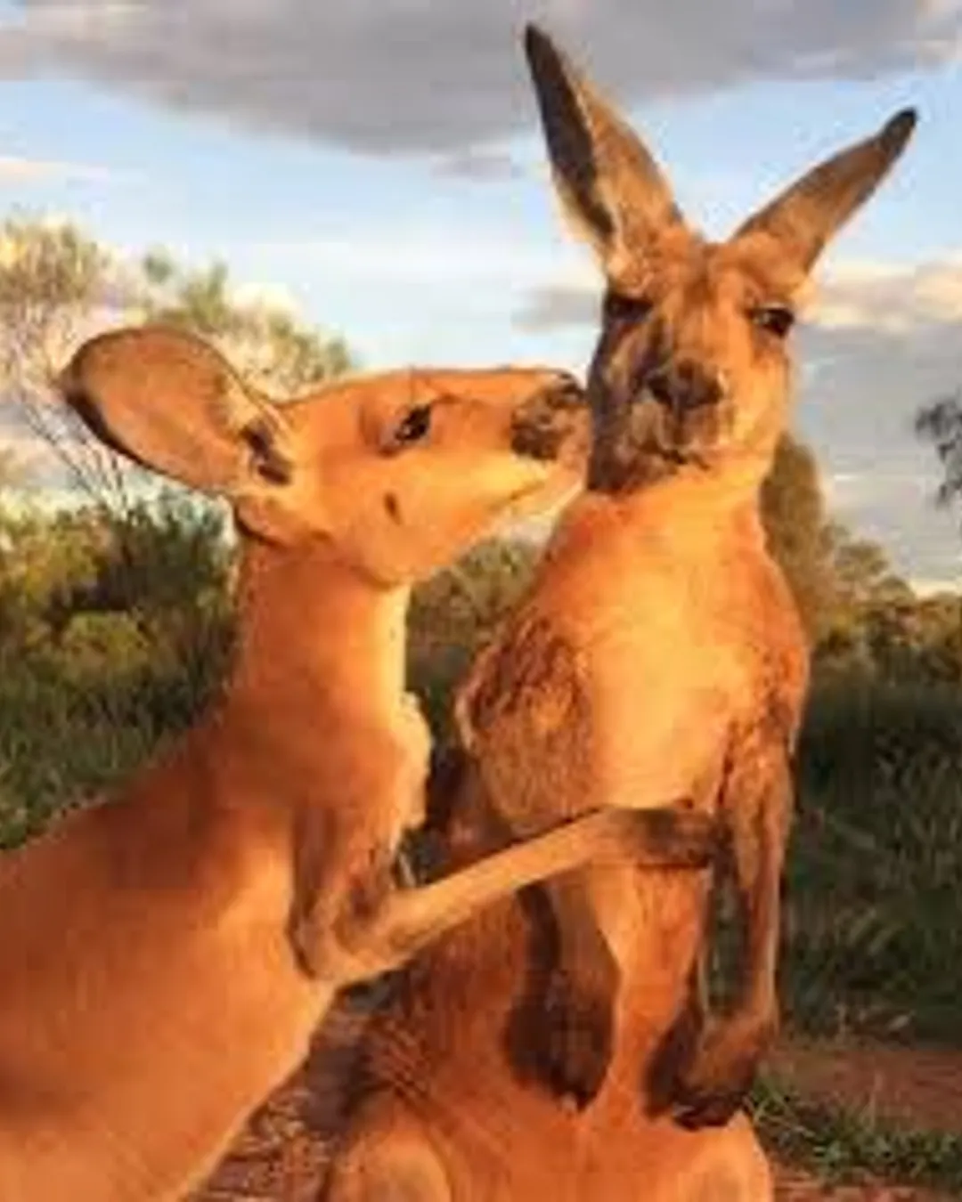 The Kangaroo Sanctuary
