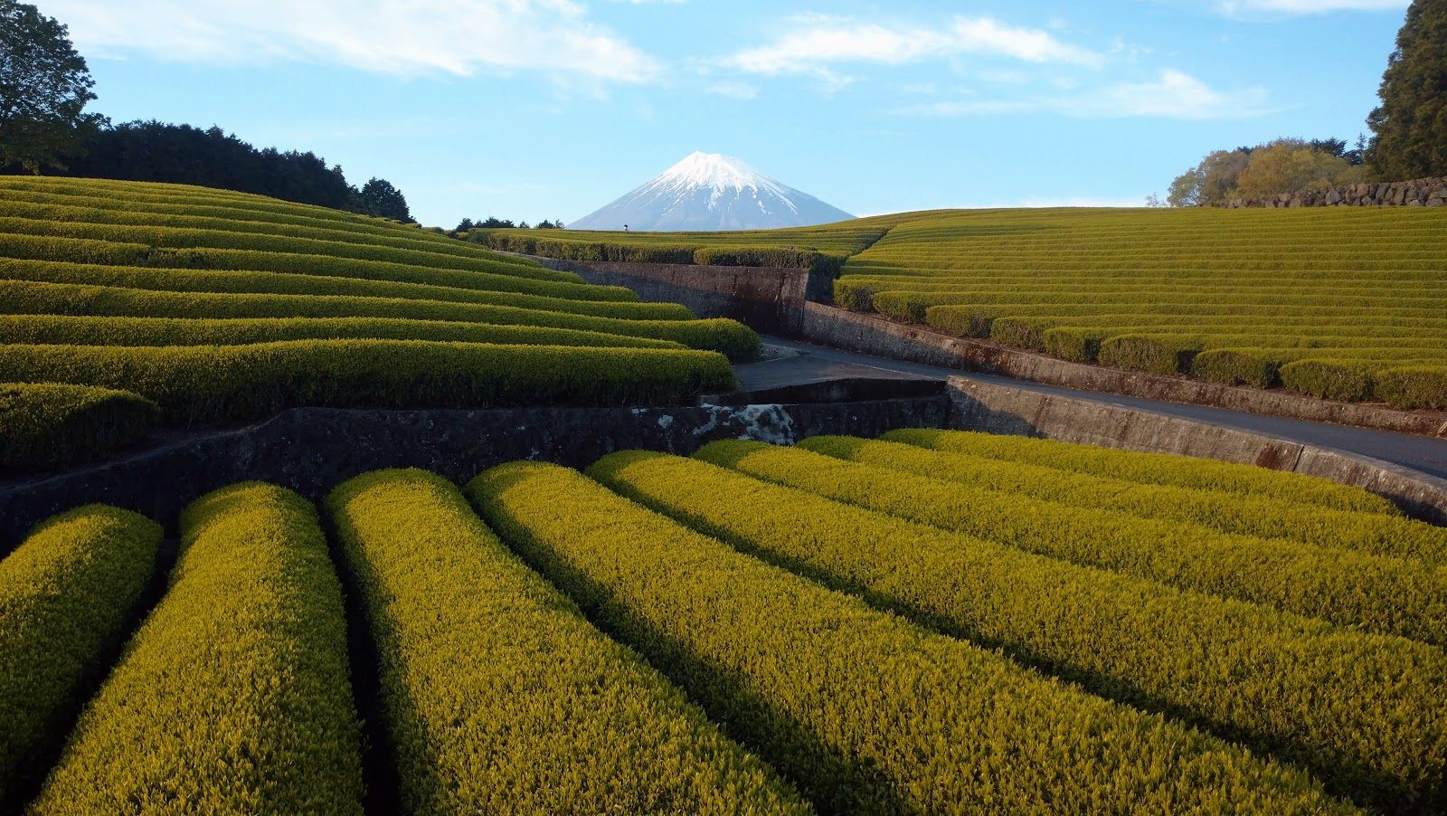 Obuchi Sasaba - Japan - Rexby