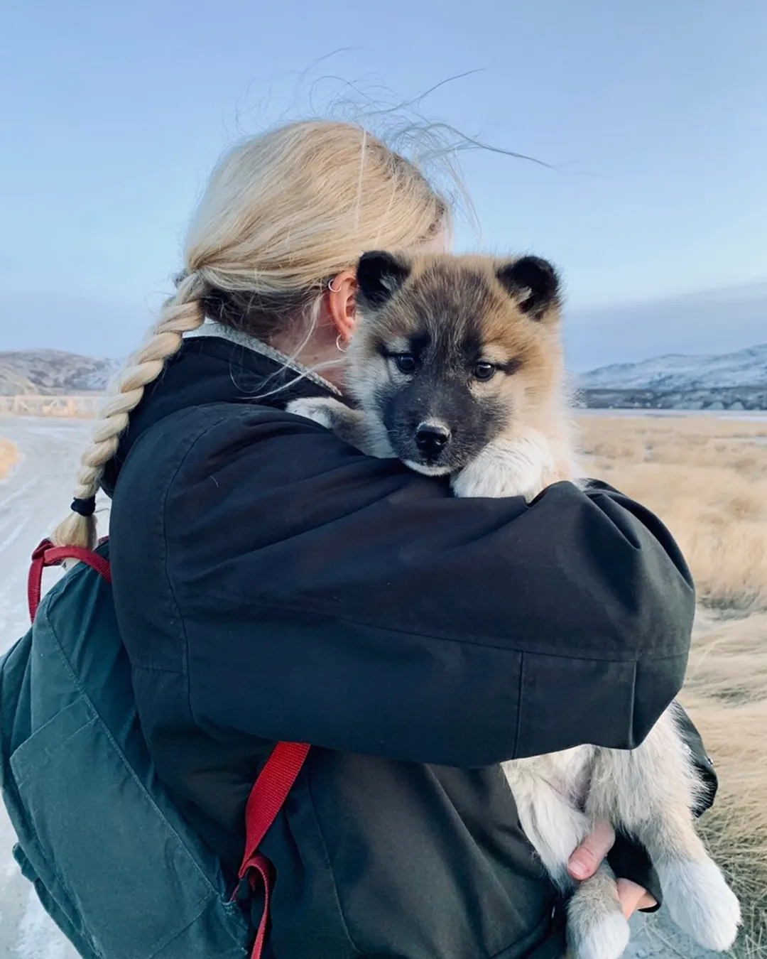 Sled dogs in Ilulissat