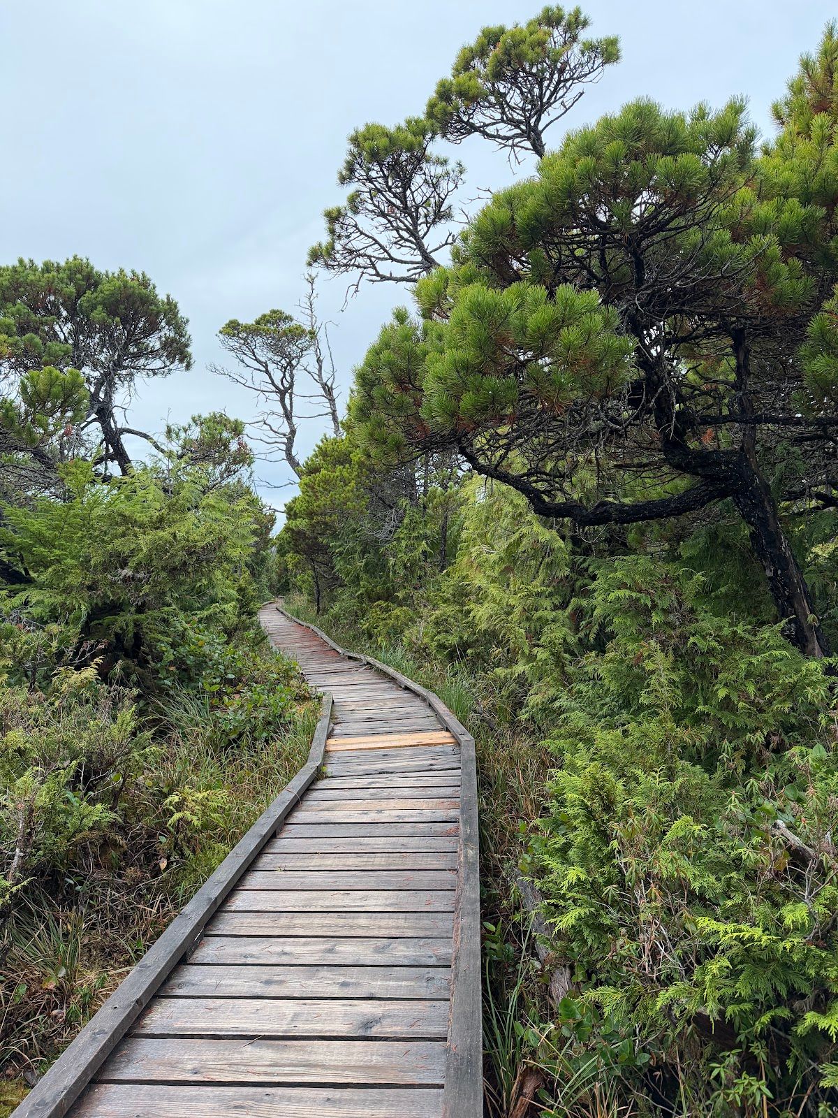 Shorepine Bog Trail