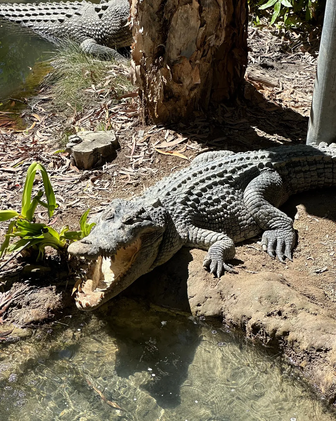 Hartley's Crocodile Adventures