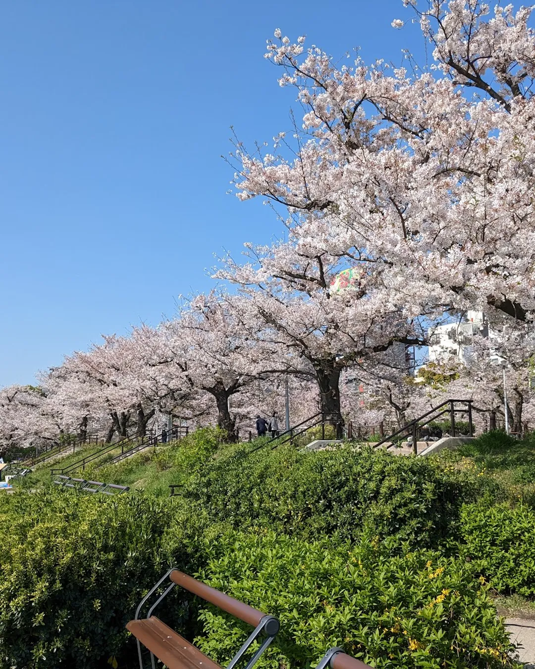 Sumida Park - Japan - Rexby