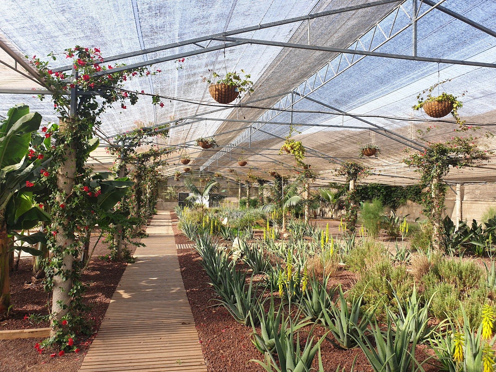 Finca Canarias Aloe Vera Gimar - Tenerife, Spain - Rexby