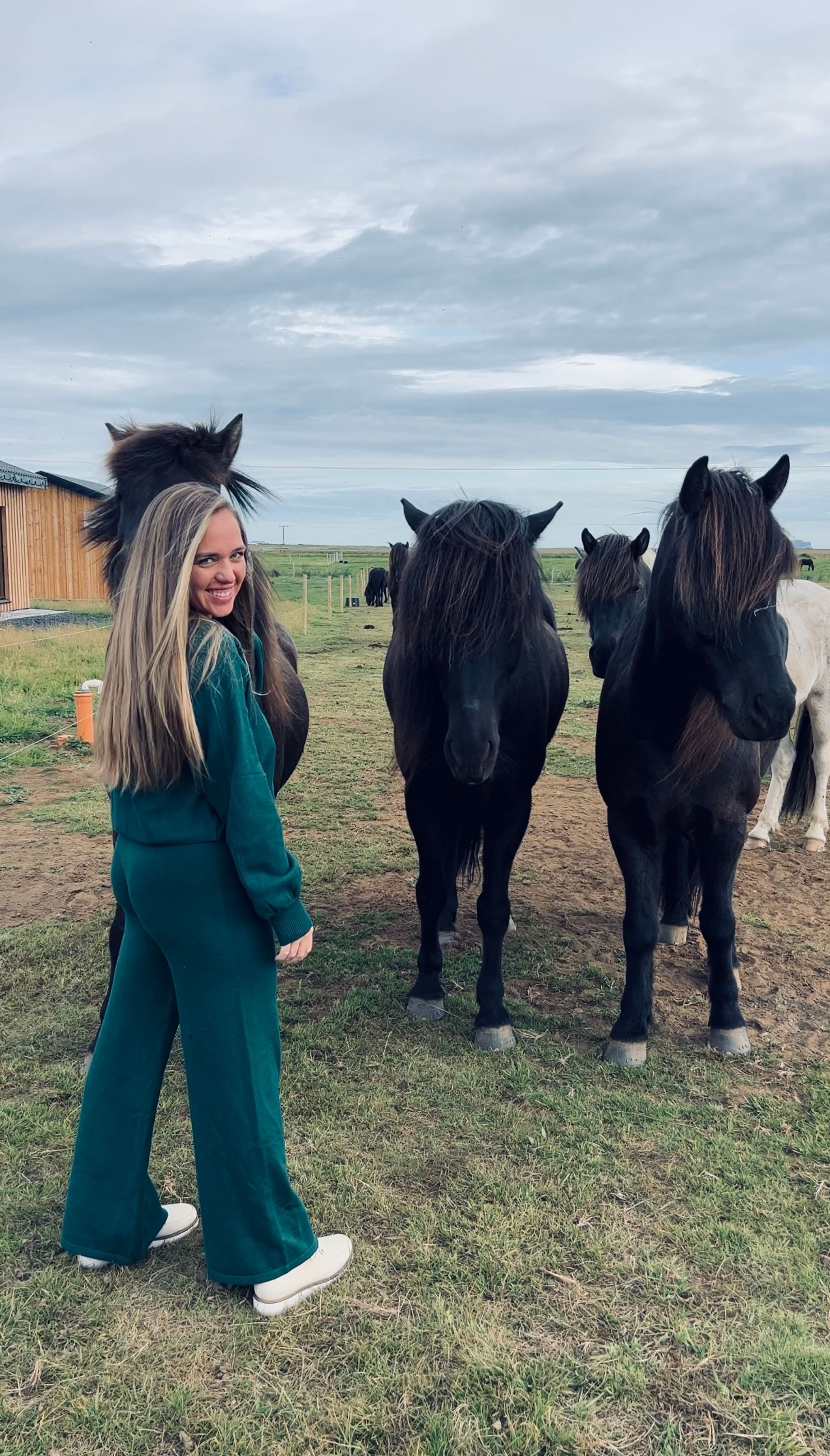 Mr Iceland - horseback riding tours