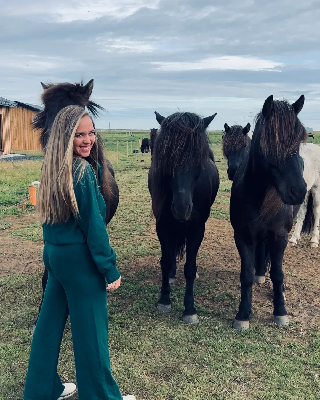 Mr Iceland - horseback riding tours