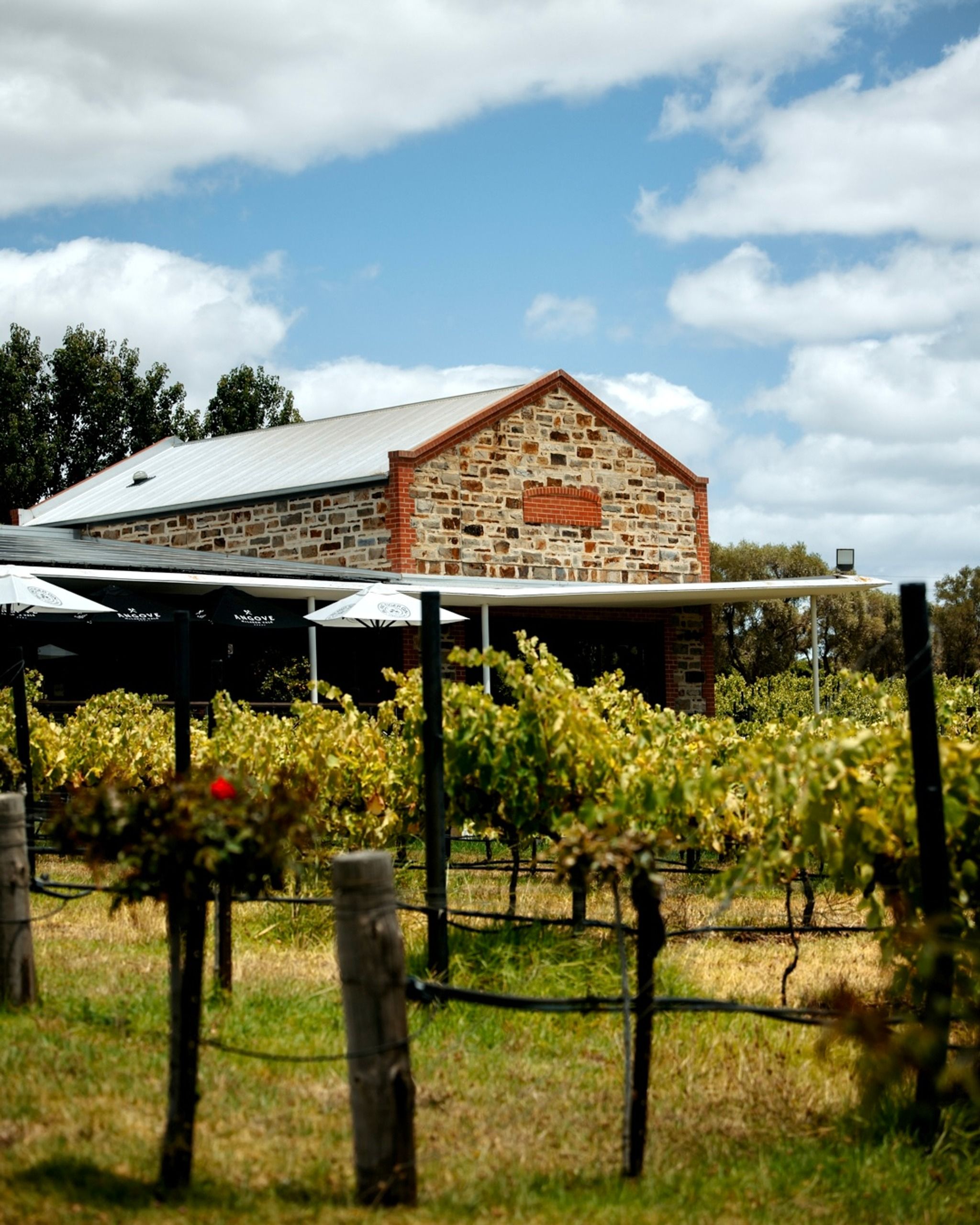 Angove McLaren Vale Vineyards and Cellar Door