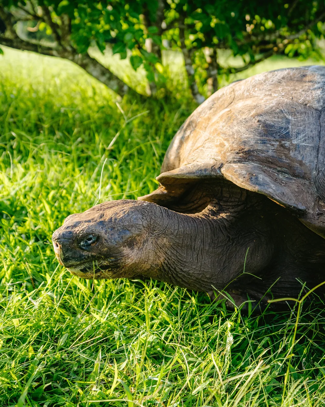 Giant Tortoise Reserve - Rancho Primicias