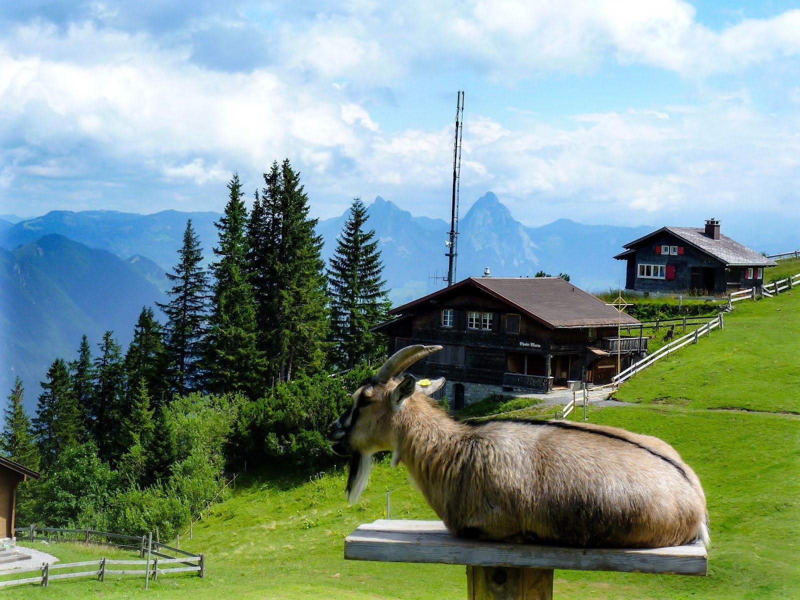 Klewenalp “Goldi” Kids Trail