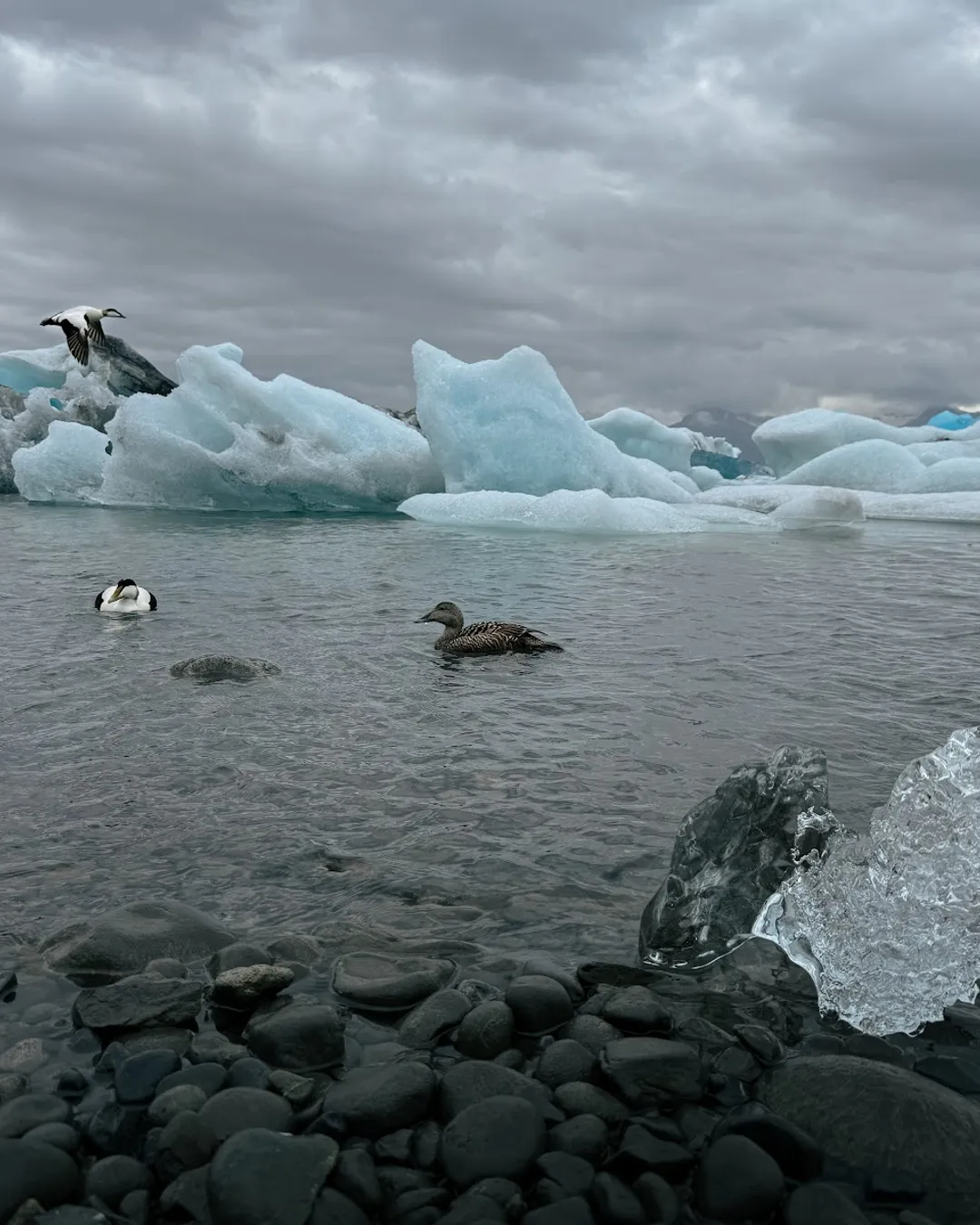 Ice Guide Glacier Tours