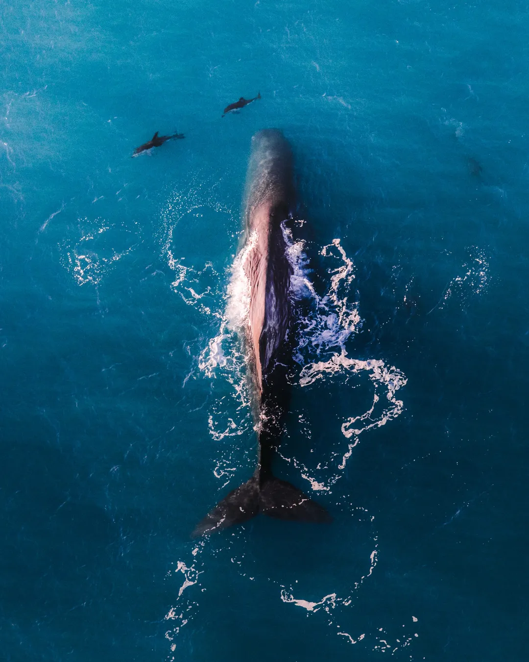 Wings Over Whales | Kaikoura Whale Watching