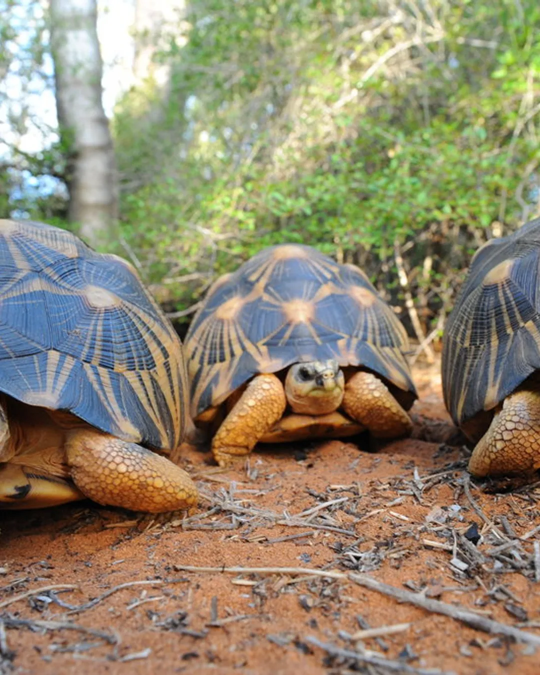 Turtle Feeding Spot