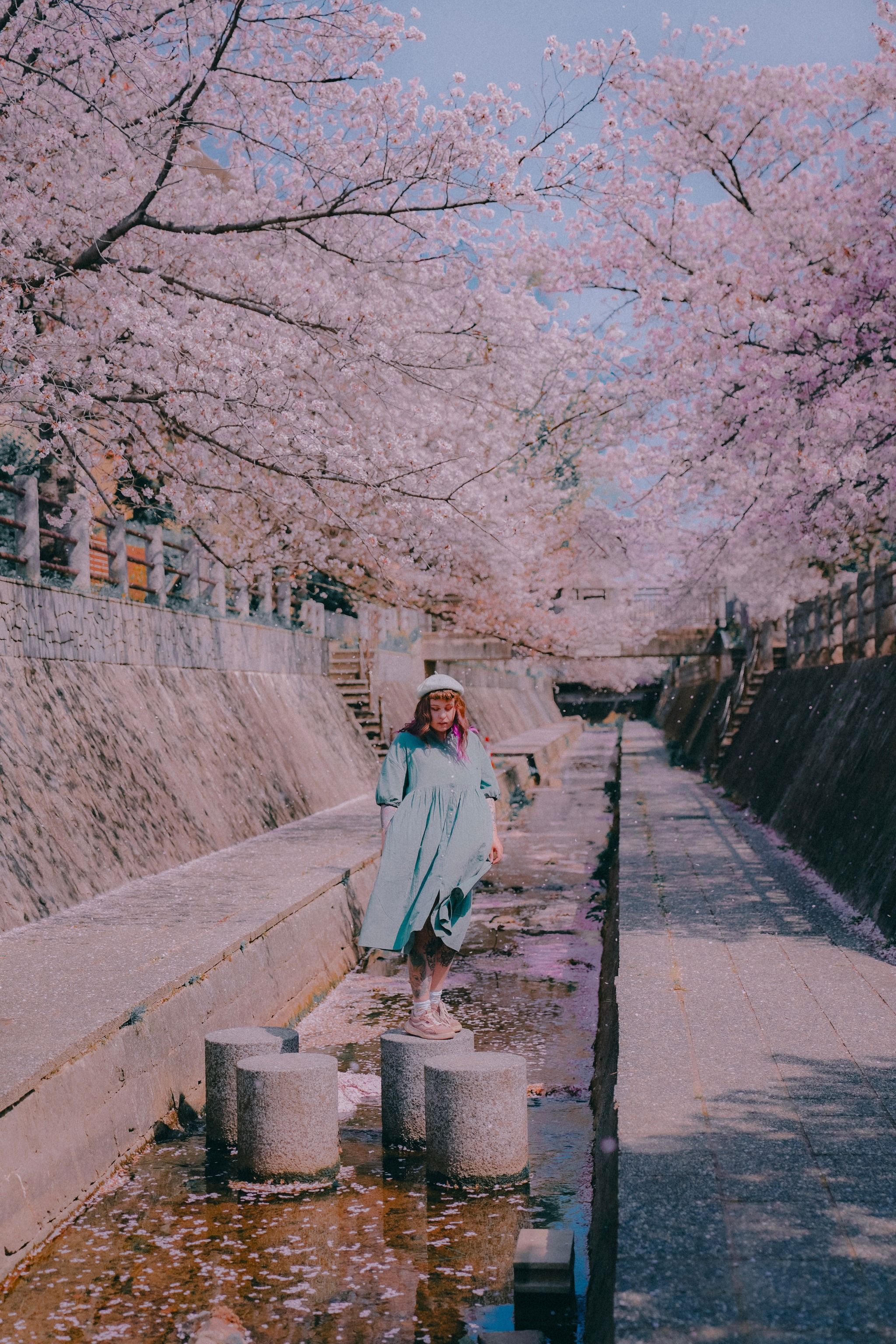 一本松川緑道の桜並木 - Japan - Rexby