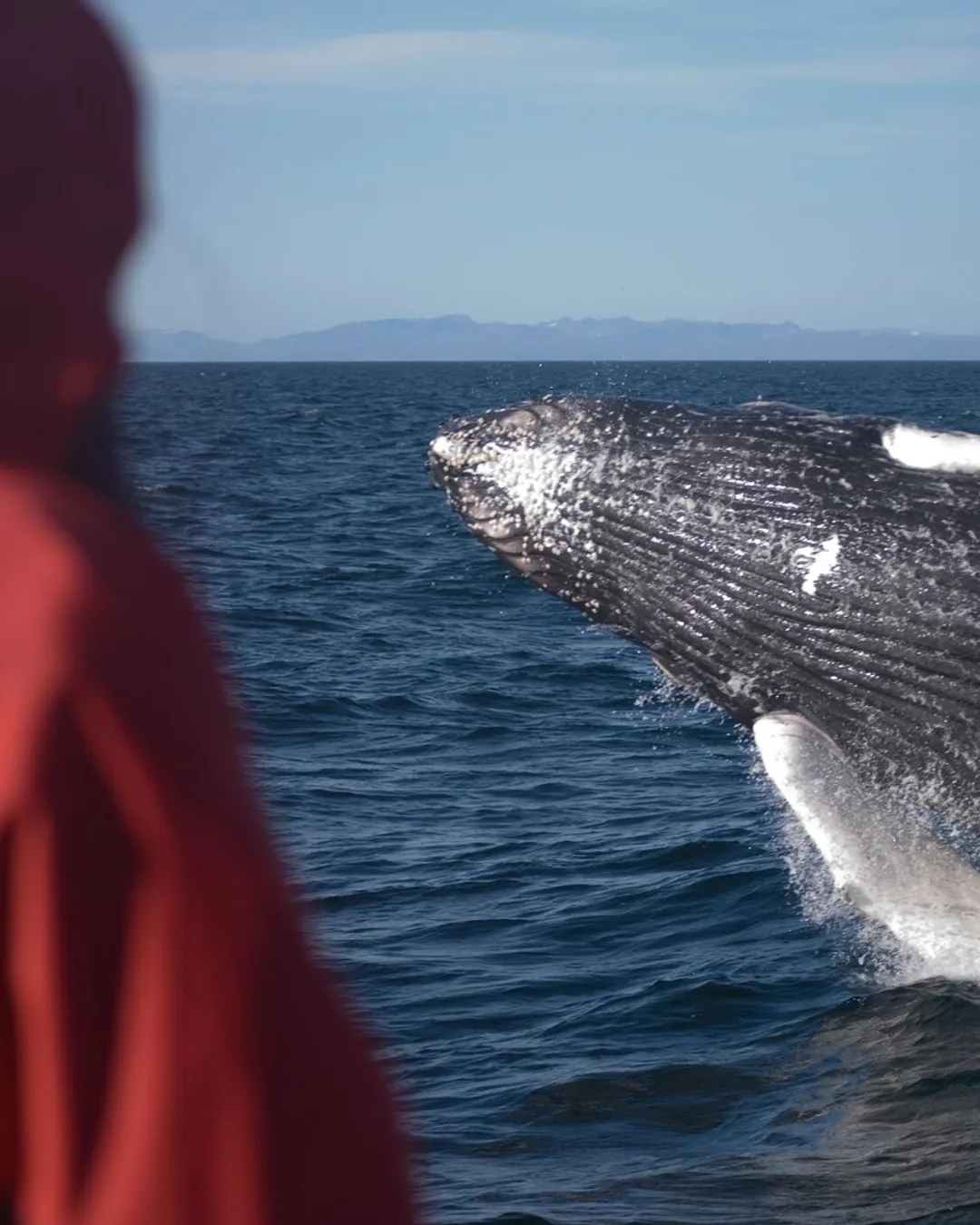 Elding Whale Watching