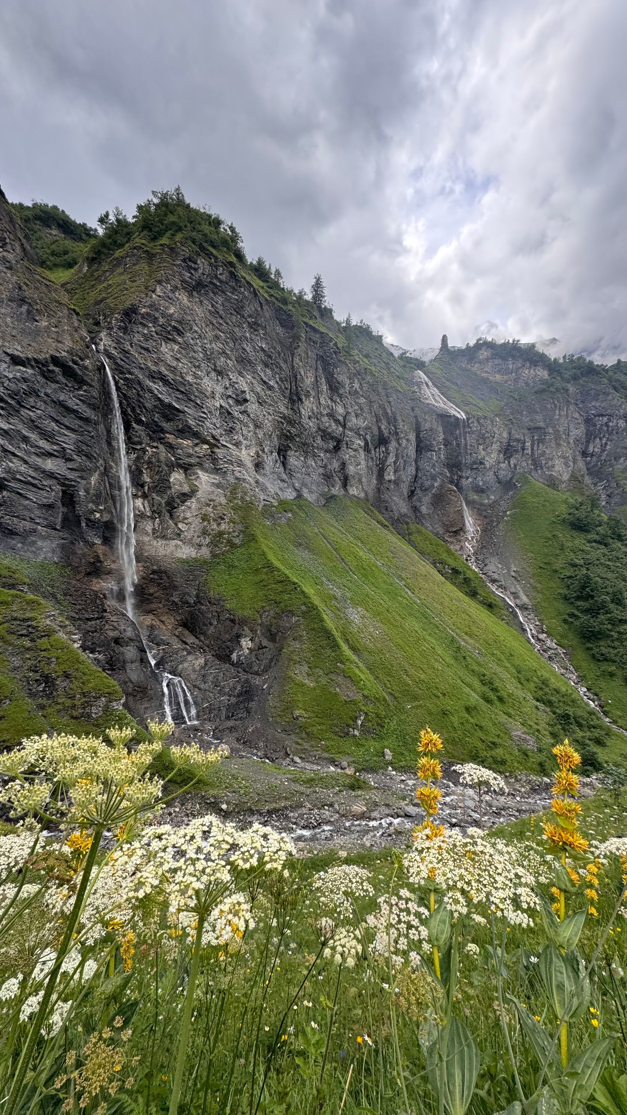 Weisstannen