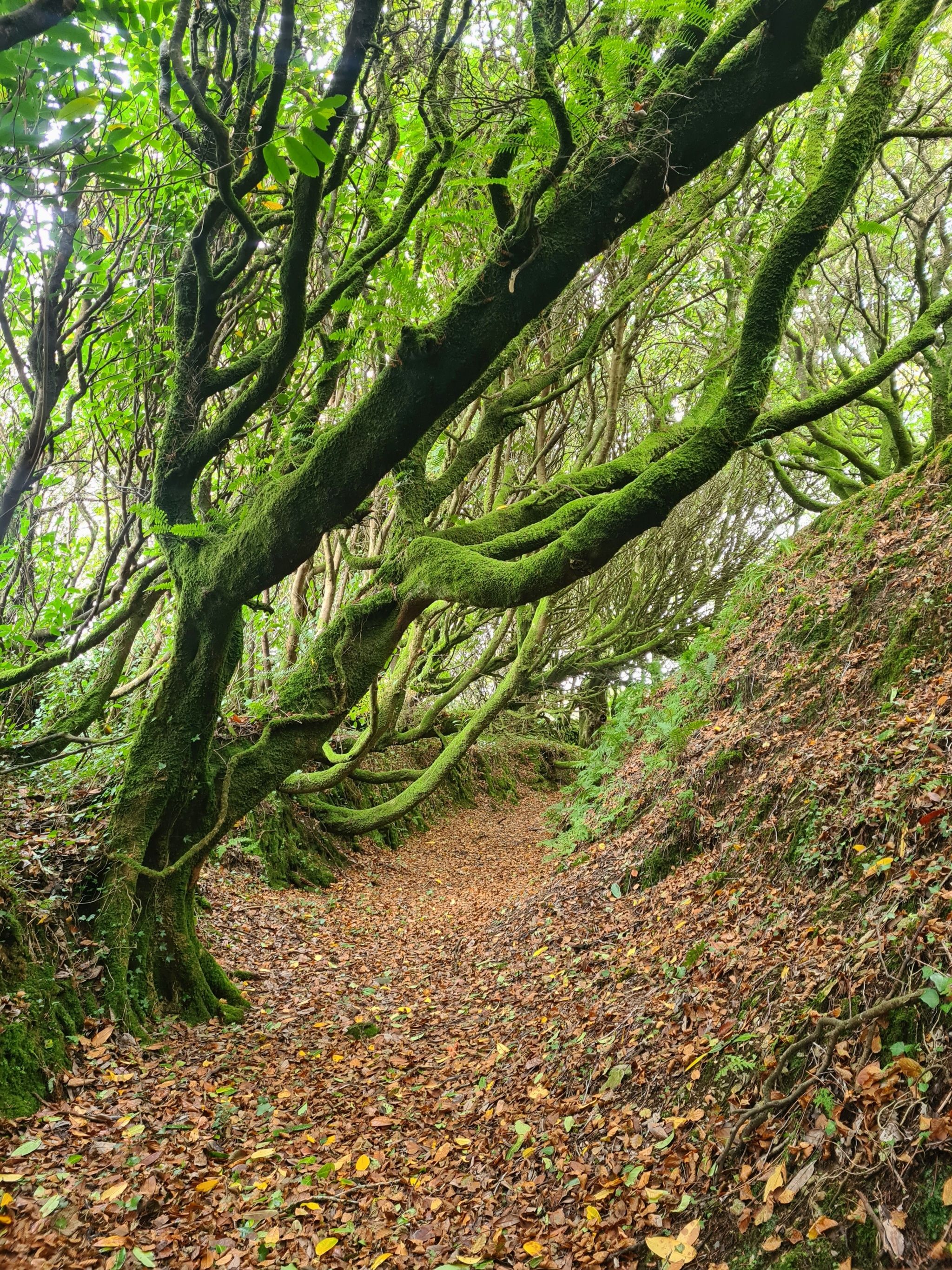 O Keefes Fort - Feenfestung