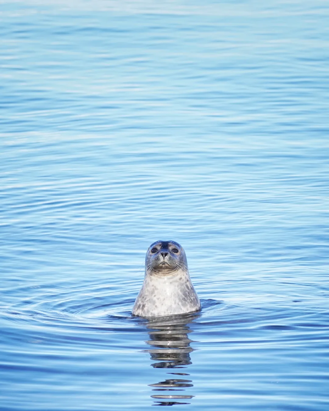 Illugastadir seal watching