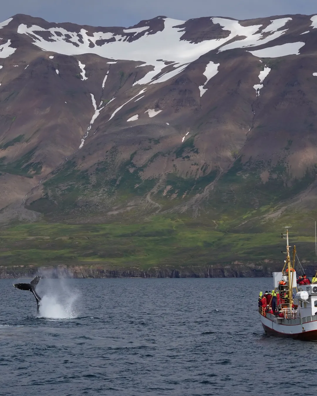 Whale Watching Hauganes