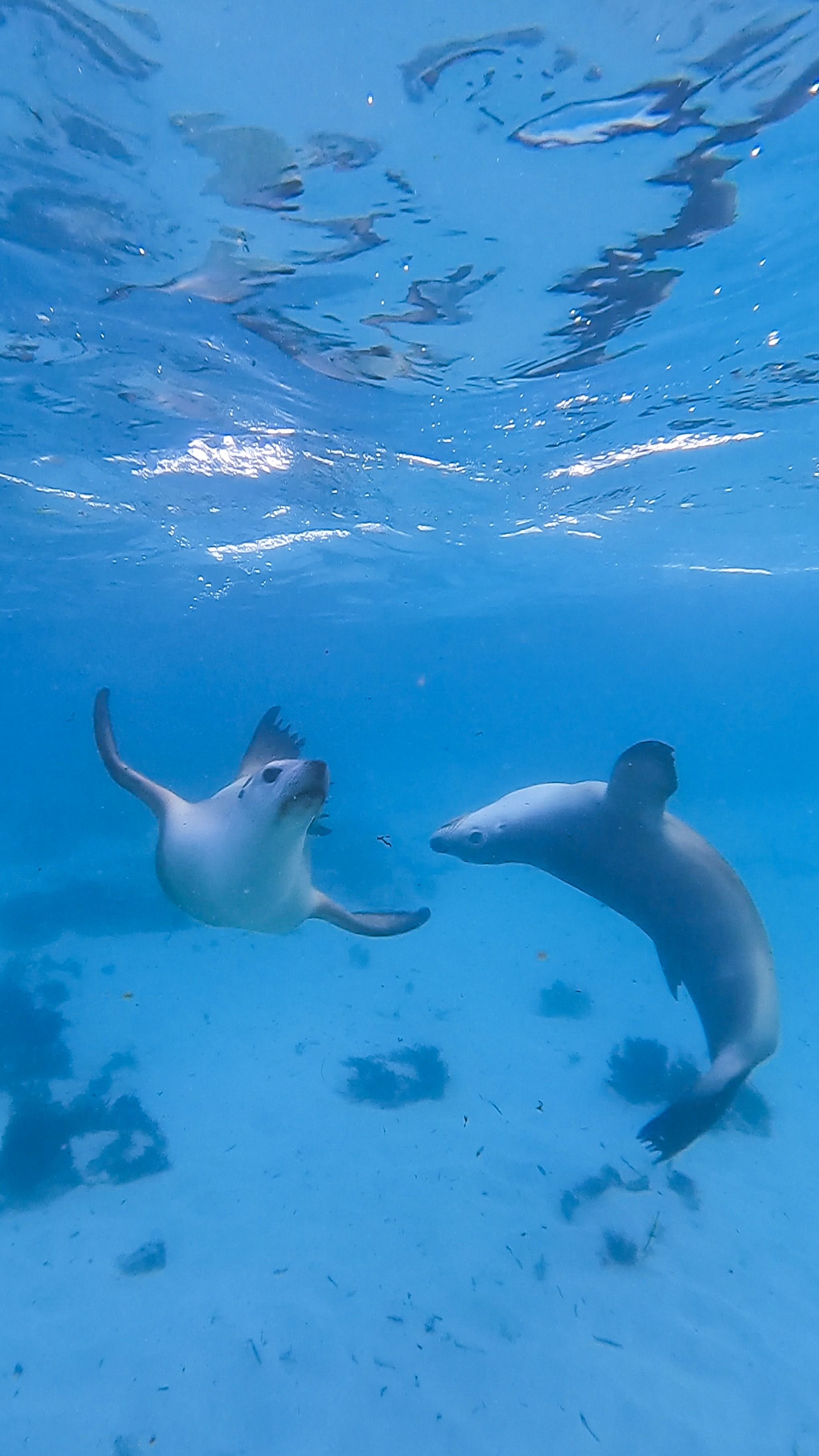 Jurien Bay Oceanic Experience