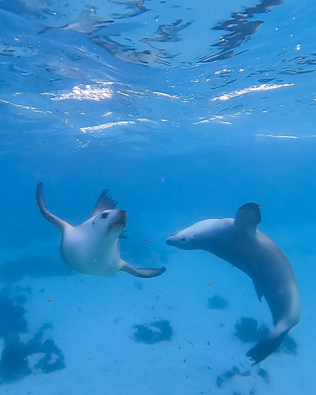 Jurien Bay Oceanic Experience