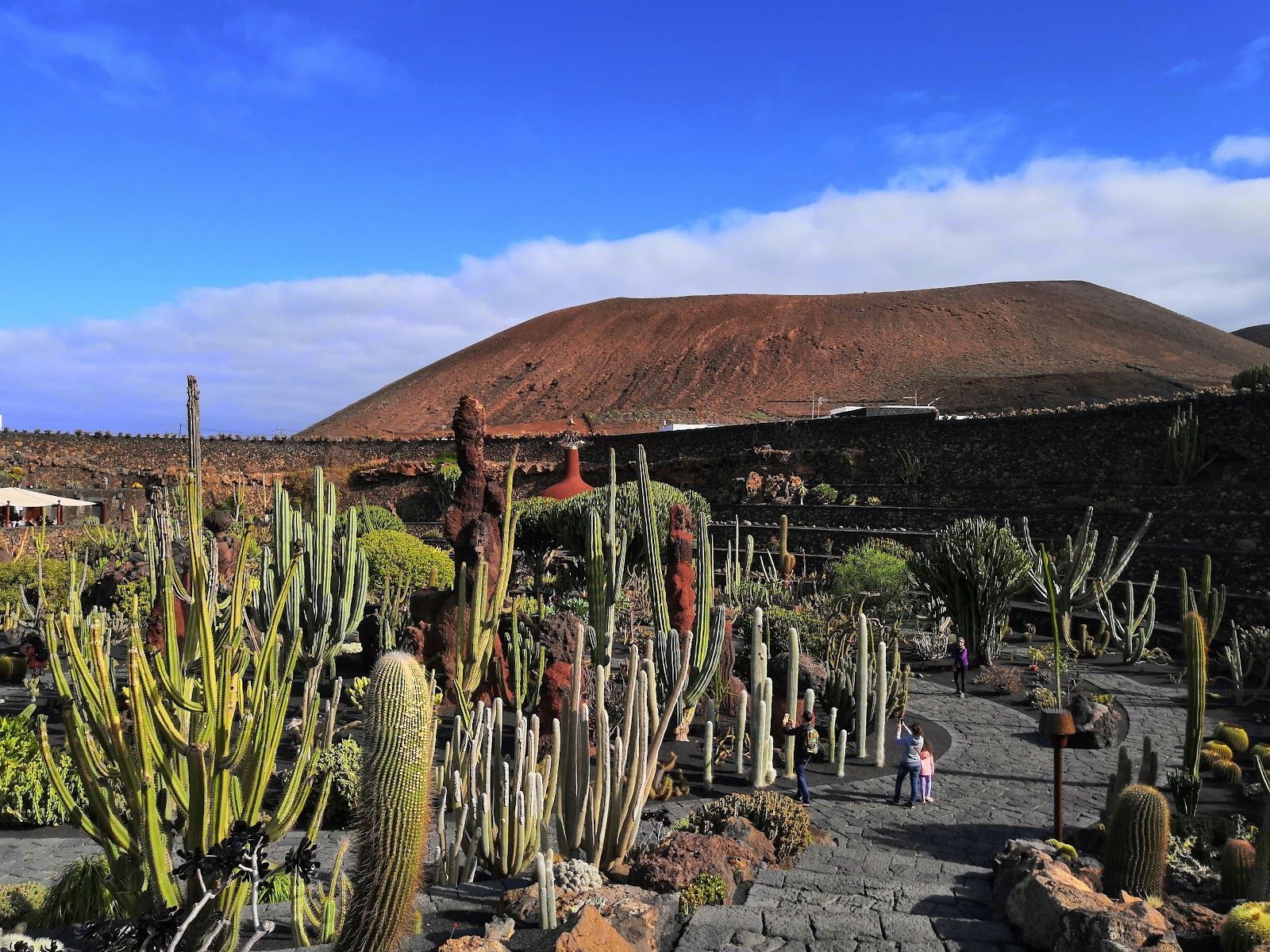 The Cactus Garden