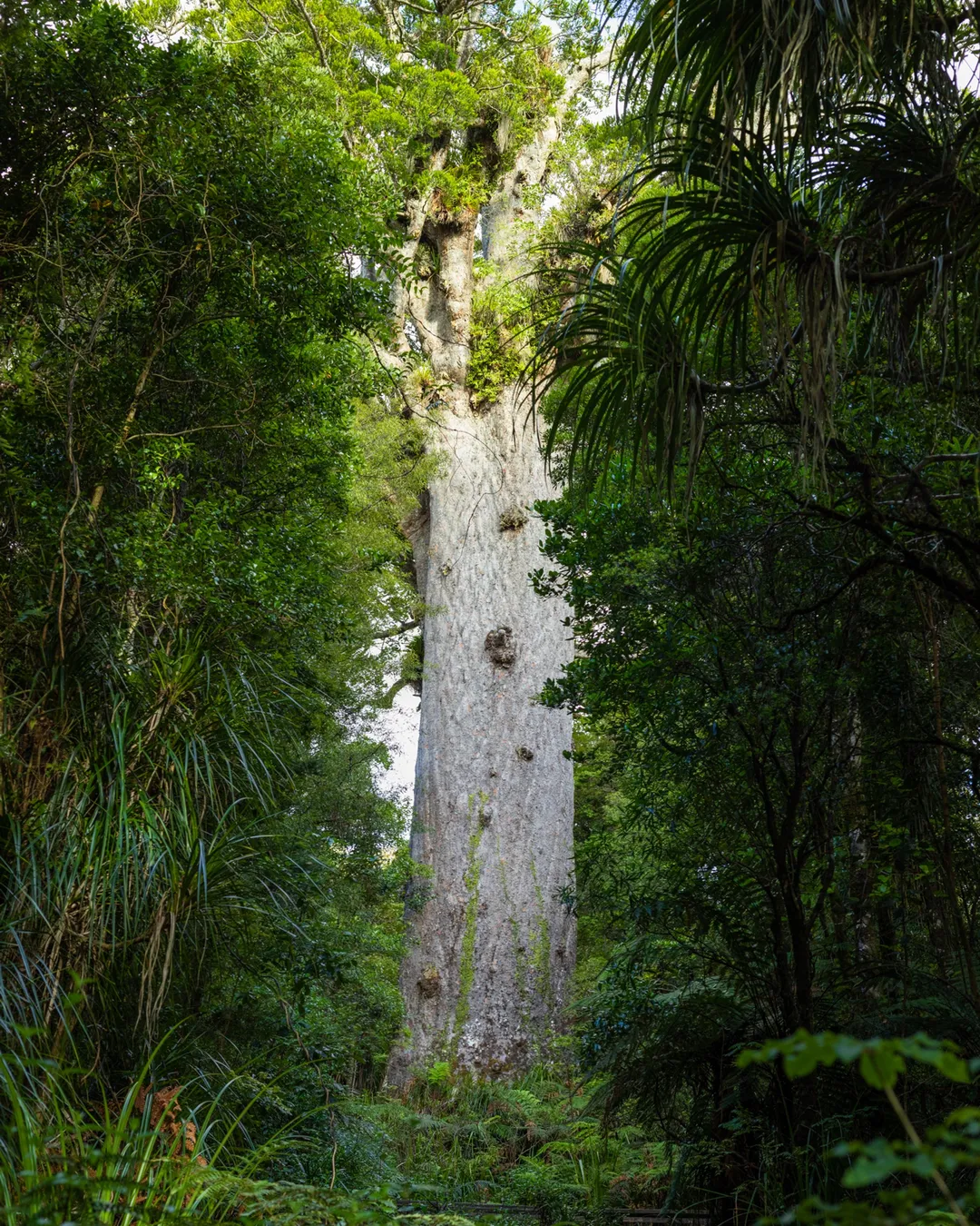 Waipoua Kauri Forest Northland